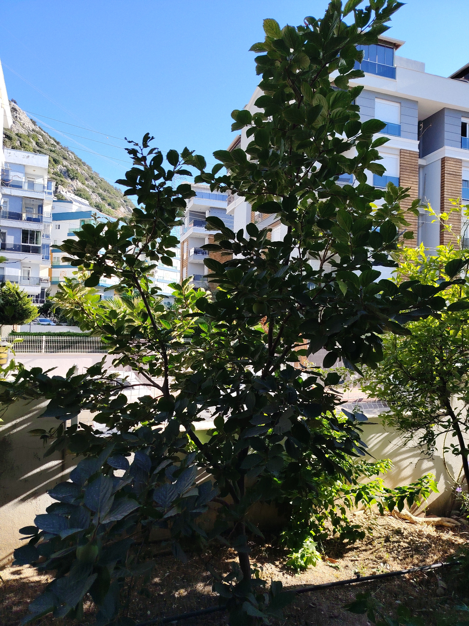 The image depicts a close-up view of a tree with dark green leaves in the foreground, casting shadows on a light-colored wall behind it. Sunlight filters through the leaves, creating a dappled effect. In the background, a modern residential building with white and gray facades, accented with brown brick and blue glass balconies, is visible. Further in the distance, a steep, rocky mountain slope covered in sparse vegetation rises against a clear blue sky. Power lines are strung across the sky in the upper left portion of the frame. The scene appears to be an urban environment, likely in Konyaaltı, Turkey, given the architectural style of the building and the mountainous landscape. There are no people or animals present in the image.