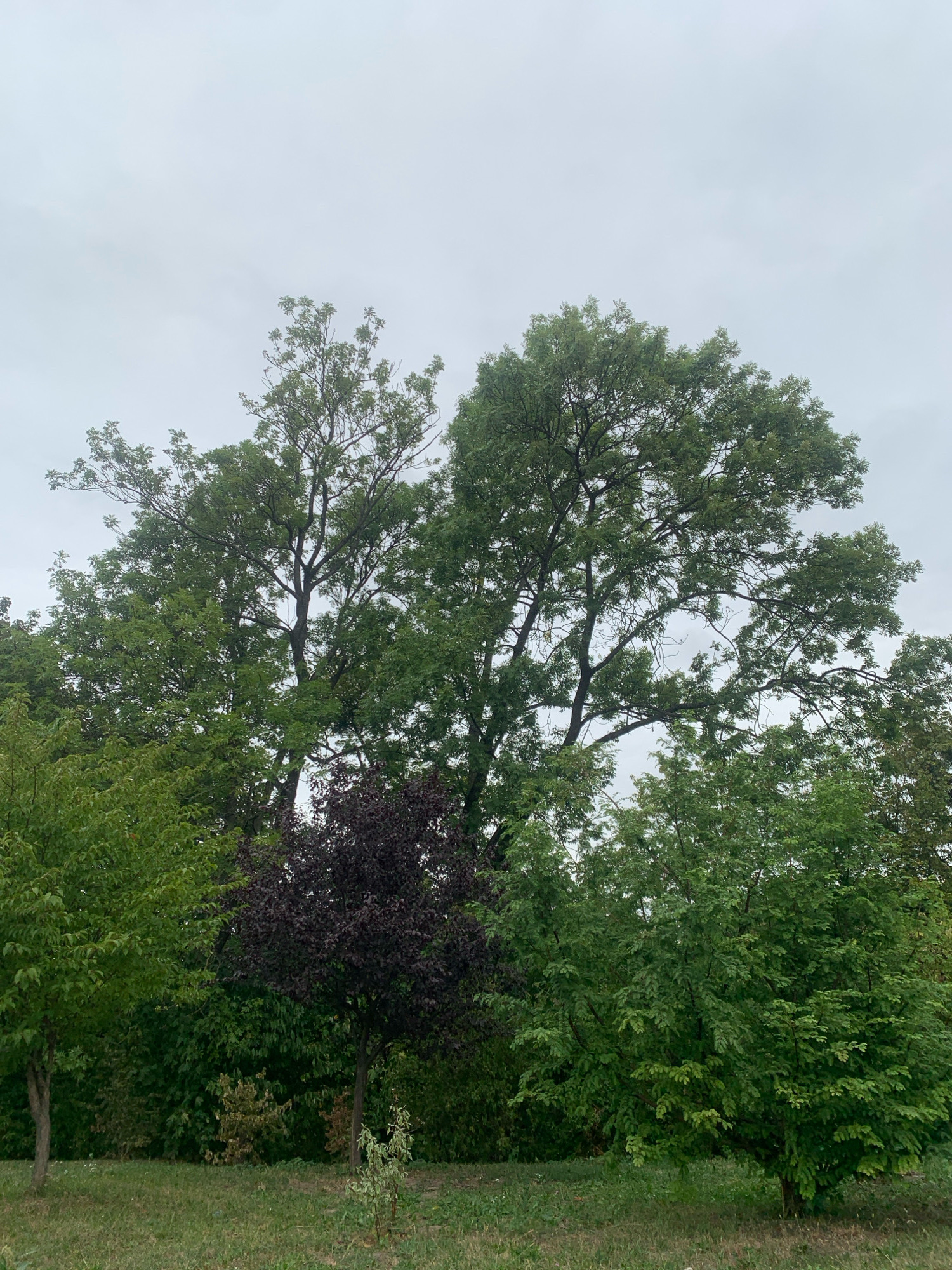 The image depicts a cluster of trees in a park-like setting under a cloudy sky. The trees are of varying heights and foliage density, with some having dark purple leaves, while others display various shades of green. The ground is covered with grass, suggesting an outdoor natural environment. The overcast sky indicates potentially inclement weather or a diffused lighting condition. The scene is devoid of human presence or any discernible urban infrastructure, pointing towards a natural or semi-natural area within the city, possibly a botanical garden or a less developed section of a park. The overall impression is one of natural growth and a tranquil, unpopulated outdoor space.