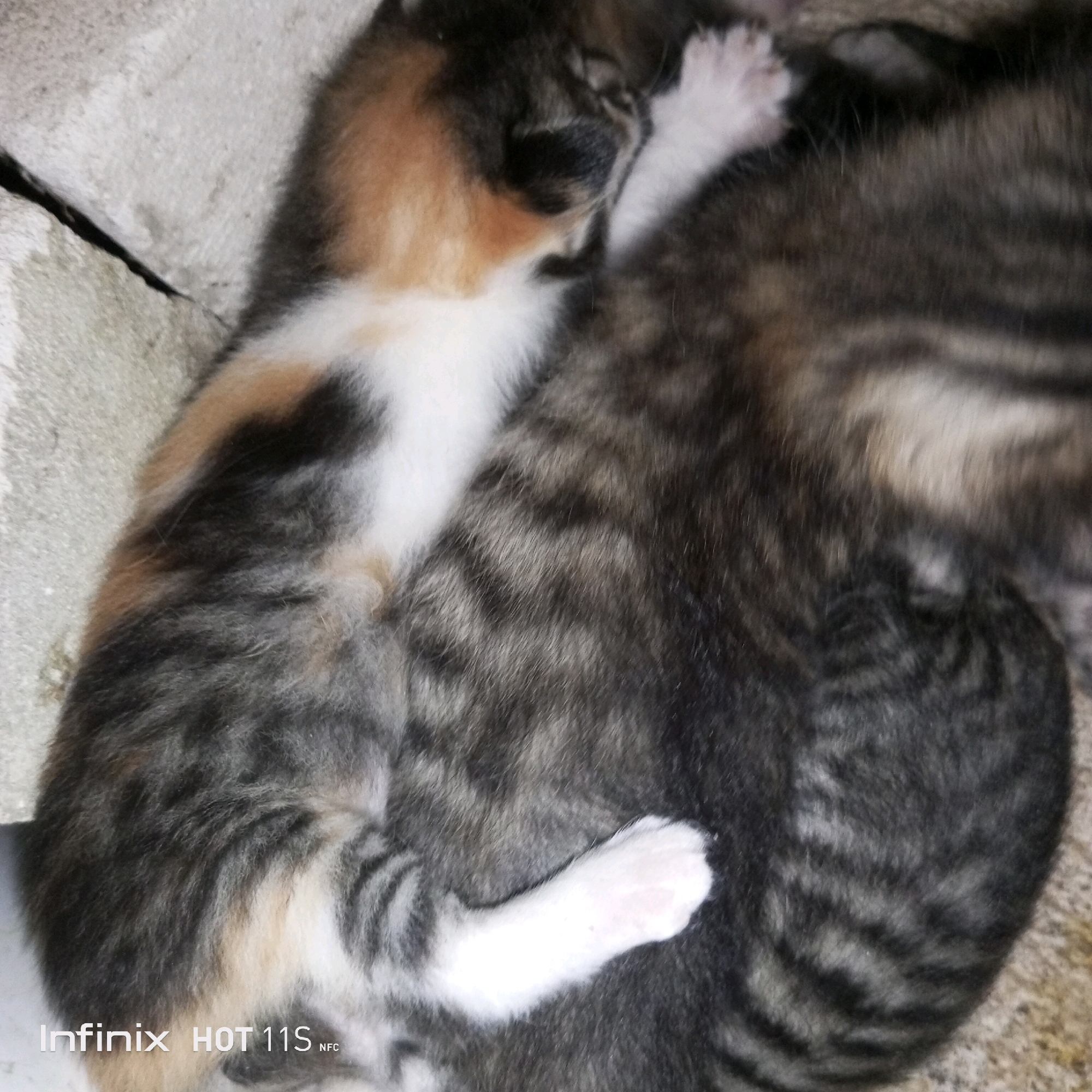 The image shows a close-up view of two kittens sleeping. One kitten has calico coloring with patches of black, white, and orange. The other kitten is tabby patterned with stripes of gray and black. Their fur appears soft and fluffy. The kittens are nestled together, likely for warmth and comfort. The background is blurry and appears to be a textured surface, possibly a blanket or rug, with a rough, concrete-like object visible in the upper left corner. The image is taken from a high angle, looking down at the sleeping kittens. There is a watermark in the bottom left corner that reads "Infinix HOT 11S NFC." The image's content does not provide any information that would allow for the determination of its location within Sukaslamet, Indonesia.