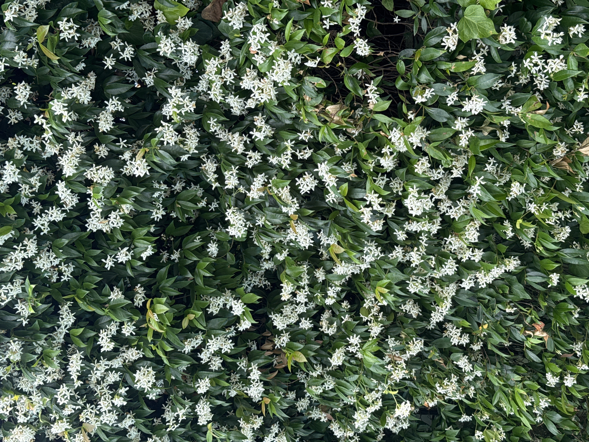 An image shows a dense wall of green foliage covered with small white star-shaped flowers. The vegetation appears to be a climbing plant, with leaves of varying shades of green and some dried brown leaves interspersed. The flowers are clustered together in some areas, forming a profusion of white against the green backdrop. The scene is likely outdoors, given the natural appearance of the plant life. The context of Beşiktaş, Turkey, suggests this could be a garden or an exterior wall of a building in that district.