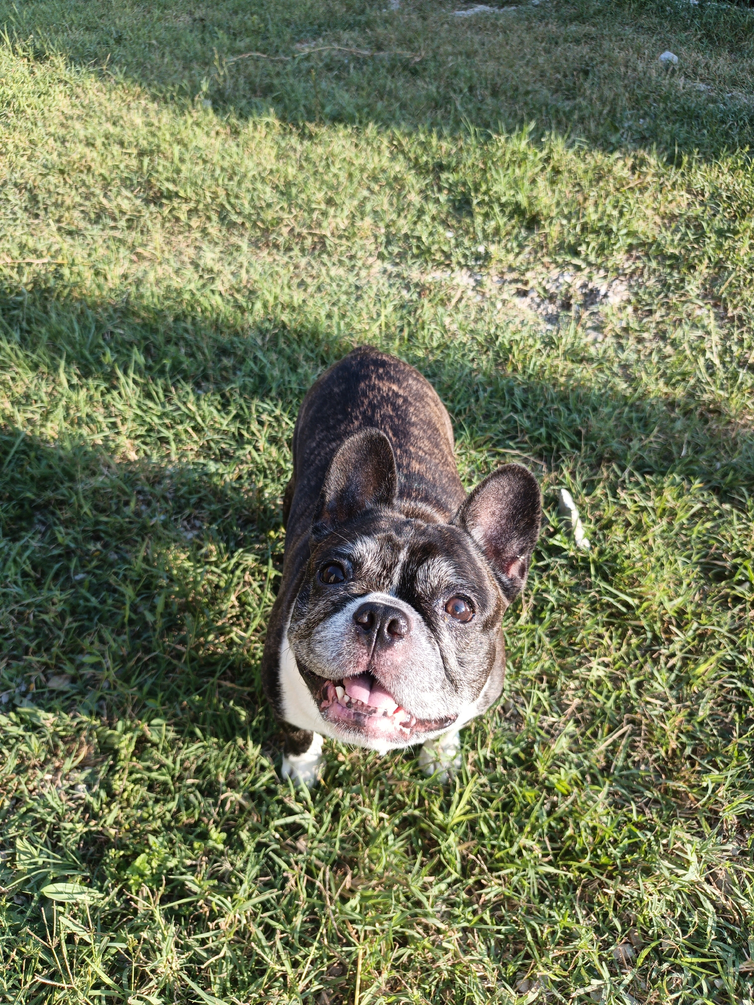 This is a top-down shot of a brindle French Bulldog standing on grass in Pshada, Russia. The dog is looking directly up at the camera with its mouth open, tongue visible, and appears happy and excited. Its fur is a mix of dark brown, black, and white markings, with some graying around its muzzle, suggesting it is an older dog. The dog's ears are prominent and erect. The grass is green and somewhat dry in places, with some patches of bare earth visible. Sunlight is casting shadows across the grass, indicating it is daytime, likely morning or afternoon. The setting is outdoors in a natural, grassy area. There are no visible objects or text in the image. The overall mood is cheerful and lighthearted.