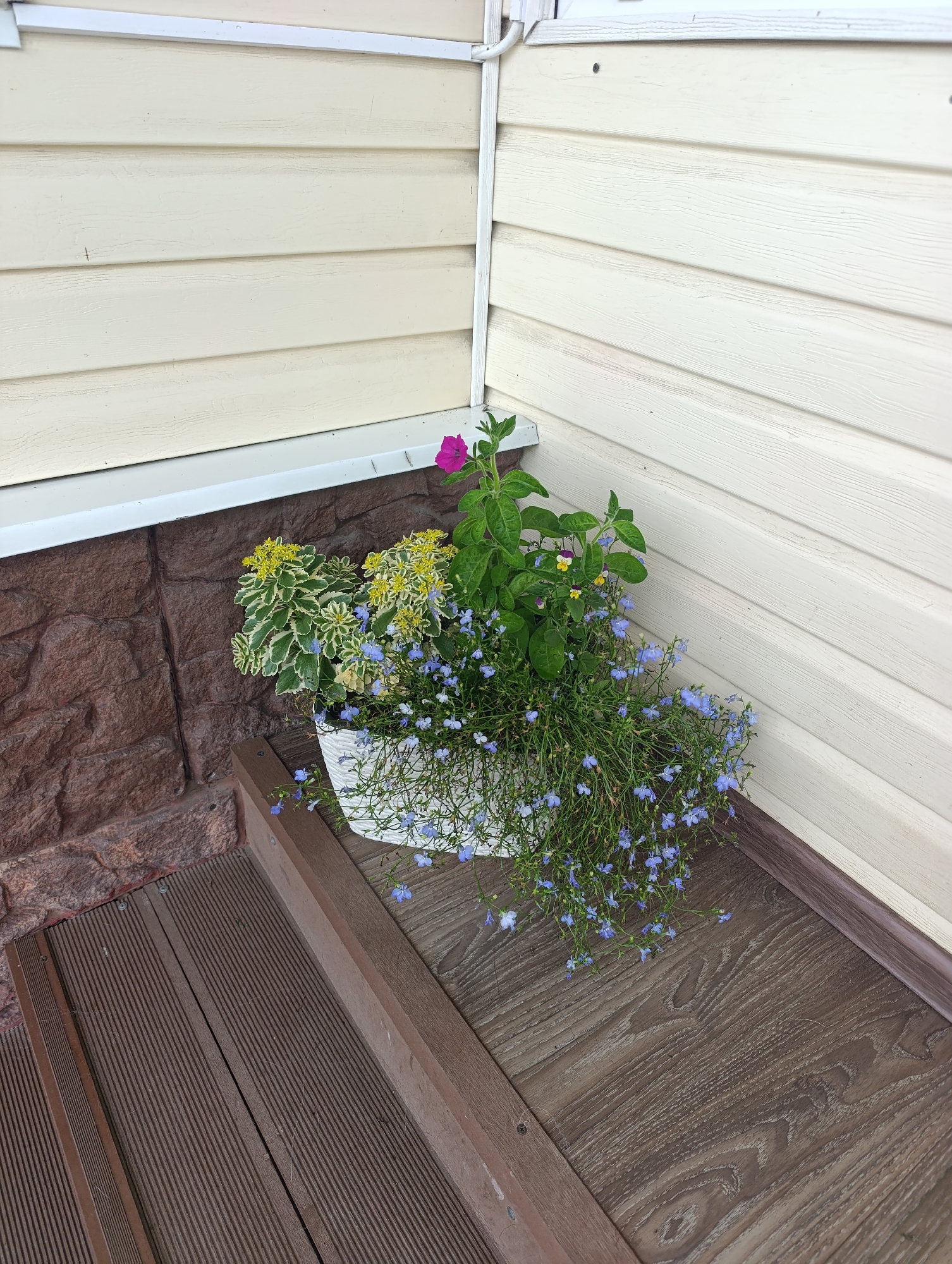 In Artyom, Russia, a white textured planter overflows with a vibrant arrangement of plants. The planter sits on a wooden deck, adjacent to a wall clad in a light beige vinyl siding. To the left of the siding, a section of brown, rough-textured stone wall is visible. The planter's contents include a tall plant with large green leaves and a single pink flower at its apex. Smaller plants with variegated green and white leaves topped with clusters of small yellow flowers also contribute to the display. Cascading from the planter, numerous delicate blue flowers create a curtain of color. The wooden deck itself is a dark brown, composed of planks with a grooved surface. The scene is observed from a slightly elevated, angled perspective, looking down and across the planter and its surroundings.
