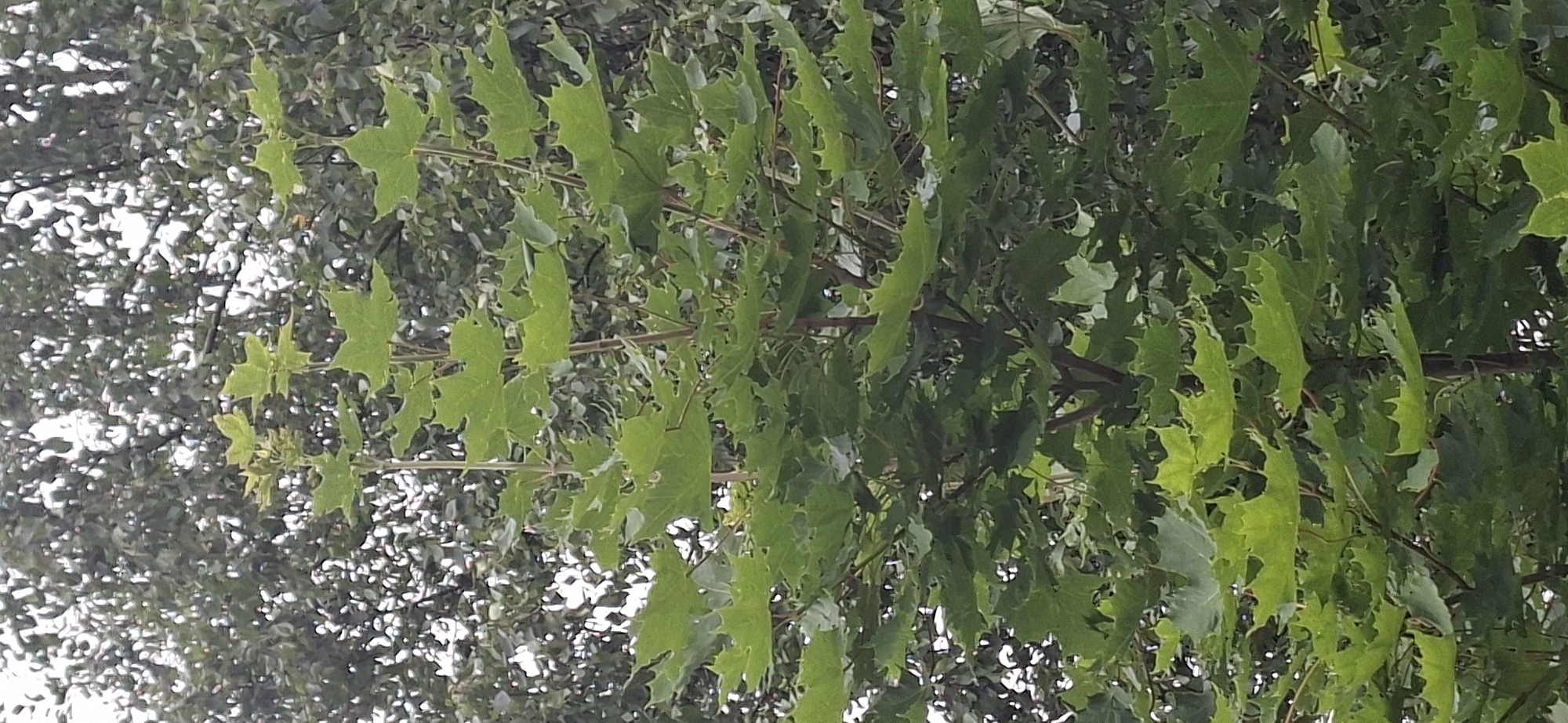 This is a close-up, vertical, eye-level shot of a young maple tree with vibrant green, serrated leaves. The leaves are primarily in focus, with the darker, denser foliage of a mature tree serving as a blurred background. The lighting appears to be natural daylight, possibly overcast given the soft diffusion of light. No people, animals, or man-made objects are visible. The location is identified as Orimattila, Finland.