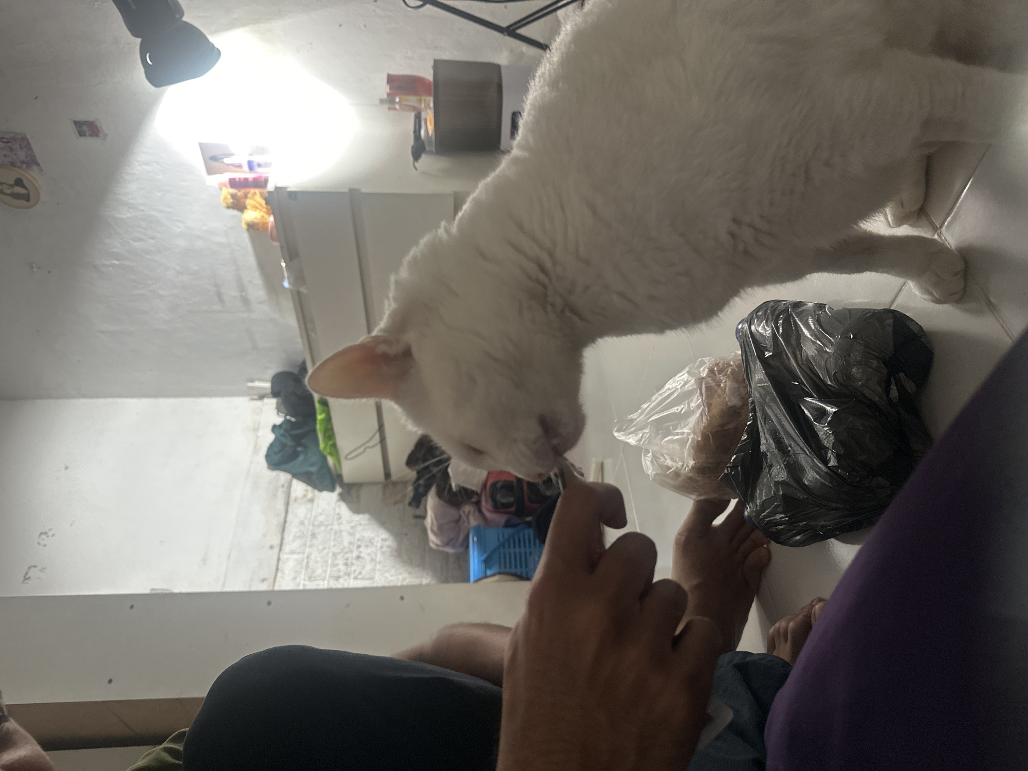 The image captures an indoor scene, likely a home in North Jakarta, Indonesia, from a low perspective looking upwards. The primary subjects are a white domestic cat and a partially visible person.
The white cat dominates the upper-middle portion of the frame, its head lowered towards the person's hand, seemingly licking or sniffing something offered by the person's fingers. The cat's body is mostly visible, showing its white fur and a curved tail to the right. The person is visible through their hands, bare feet, and a leg clad in purple trousers in the lower right, indicating they are seated on the floor or a low surface.
The setting appears to be a domestic space with light-colored walls and tiled flooring. A bright, unshaded ceiling light fixture casts a strong glare from the top left, illuminating the scene. In the background, what looks like a white refrigerator is partially visible. Various objects are scattered around, including multiple plastic bags on the floor near the person's feet (one black, one clear containing light-colored items, possibly food). Further back, there are more loose items, including textiles or clothing, and a blue plastic basket on the floor against a wall. The overall impression is a lived-in, somewhat casual environment. No visible text is present in the image.