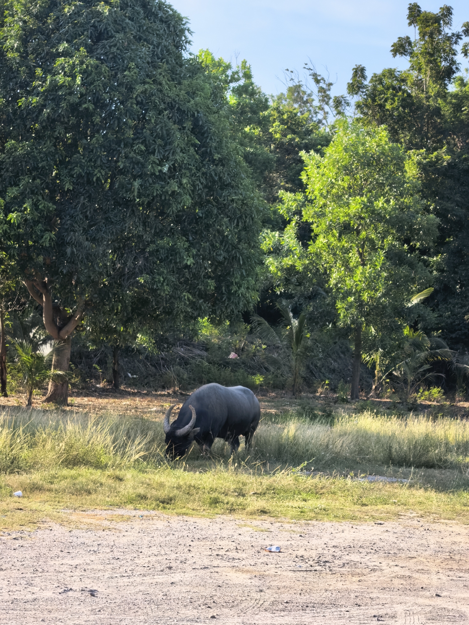 A water buffalo grazes in a grassy area with trees in the background. The buffalo is dark gray with large, curved horns. The grass is tall and golden in some areas, with patches of green. Behind the buffalo, there are several large trees with dense green foliage, and a few smaller palm trees are visible. The sky is clear and blue. In the foreground, there is a dirt or gravel road. The scene appears to be in a rural or natural setting.
