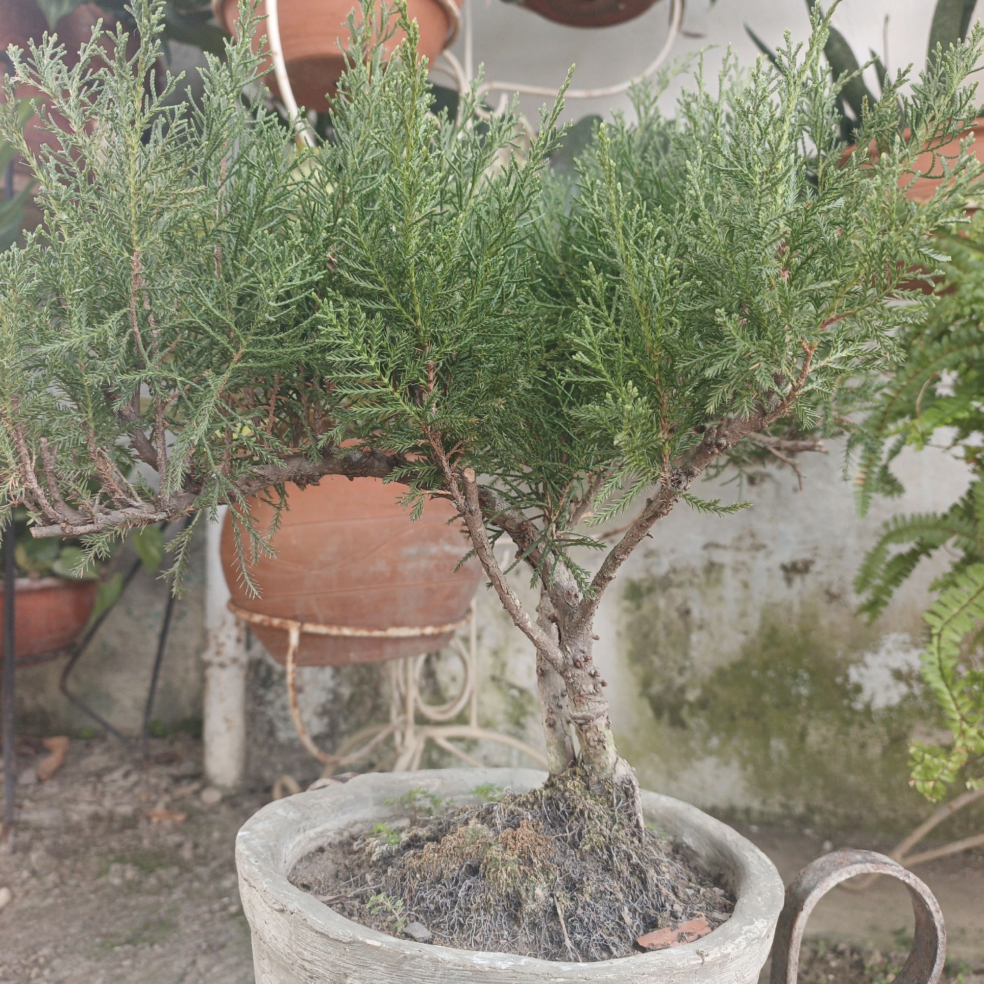 The scene depicts an outdoor garden or patio area in Tinaquillo, Venezuela, centered on a bonsai tree. The bonsai, characterized by dense, scale-like green foliage and a gnarled, multi-branched brown trunk, is planted in a round, light grey concrete pot with visible texture. Exposed roots and patches of dried moss and soil are present at the base of the trunk within the pot. To the immediate right of the pot, a rusty, C-shaped metal object is partially visible on the ground. The ground surface consists of light brown, uneven dirt or gravel. In the midground, several terracotta-colored planters are visible; one large, round pot rests on a white, ornate metal stand directly behind the bonsai. Another smaller terracotta pot is visible further to the left. The background features a light-colored wall, possibly concrete or stucco, displaying patches of green discoloration or moss. A slender white pipe or post extends vertically in the background. To the far right, a plant with green, fern-like fronds is partially visible against the wall. No individuals or active interactions are observed.