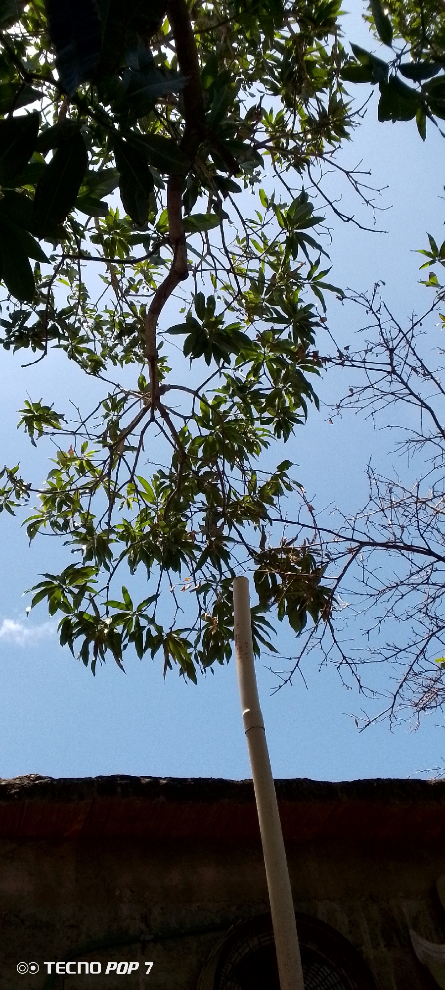 This is a low-angle shot taken outdoors, seemingly in the city of Altagracia, Venezuela, based on the prompt. The perspective is looking upwards towards the sky, partially obscured by tree branches and leaves. A tan-colored cylindrical pole or bamboo stalk is visible extending upwards from the bottom of the frame. A dark, possibly aged or dilapidated building structure is visible at the bottom of the image. The sky is light blue, and some bare branches of a tree are noticeable on the right side. The image appears to have been taken during daylight hours. The presence of a "TECNO POP 7" watermark suggests it was captured using a mobile phone camera.