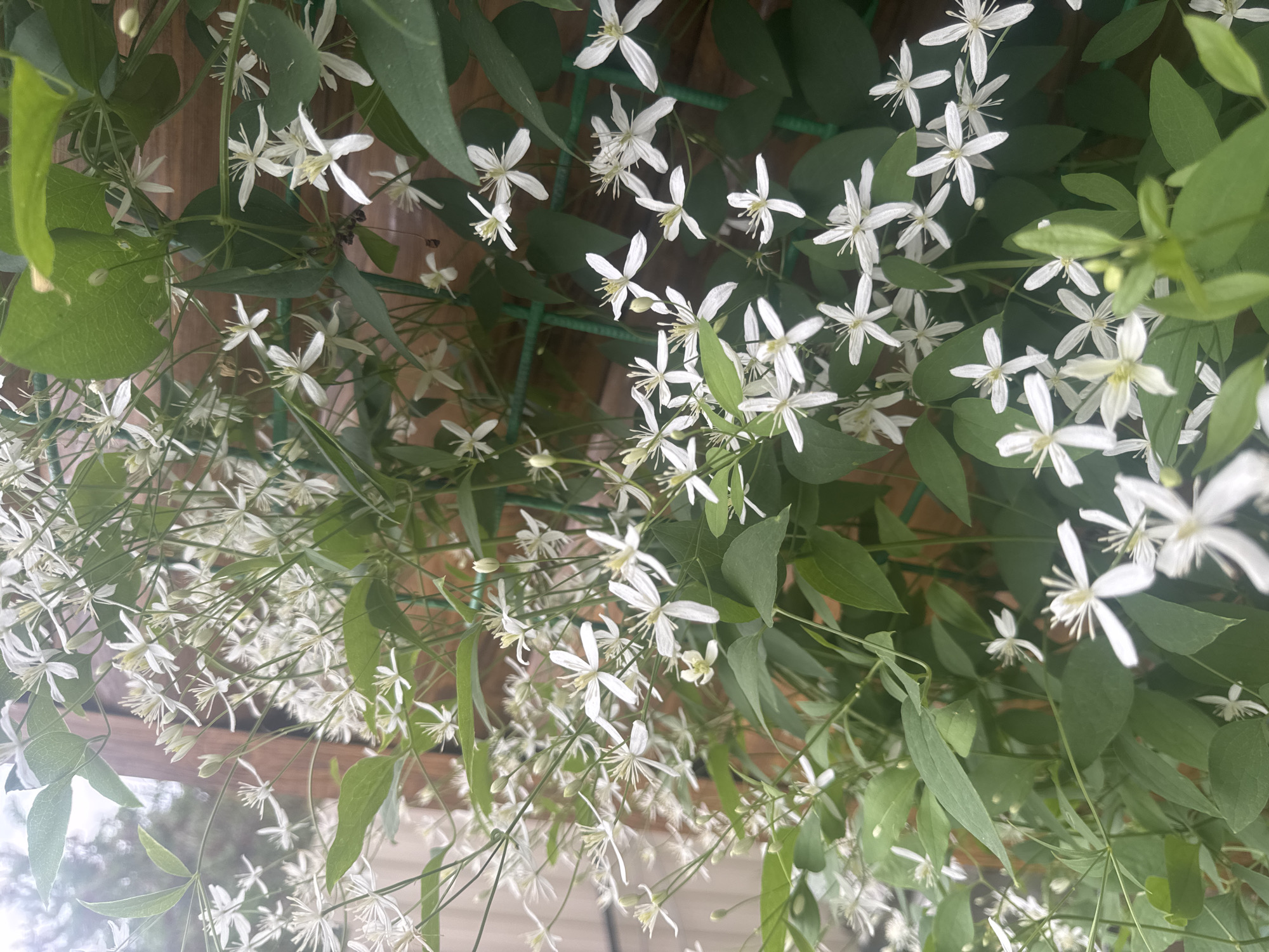 The image shows a close-up view of a climbing plant with numerous small white flowers and green leaves. The plant is growing on a wooden fence or trellis, which is partially visible in the background. The flowers have multiple slender petals and prominent stamens. The lighting suggests it is daytime, with some sun glare. The specific location within the city of Surgut, Russia, cannot be determined from the image alone.