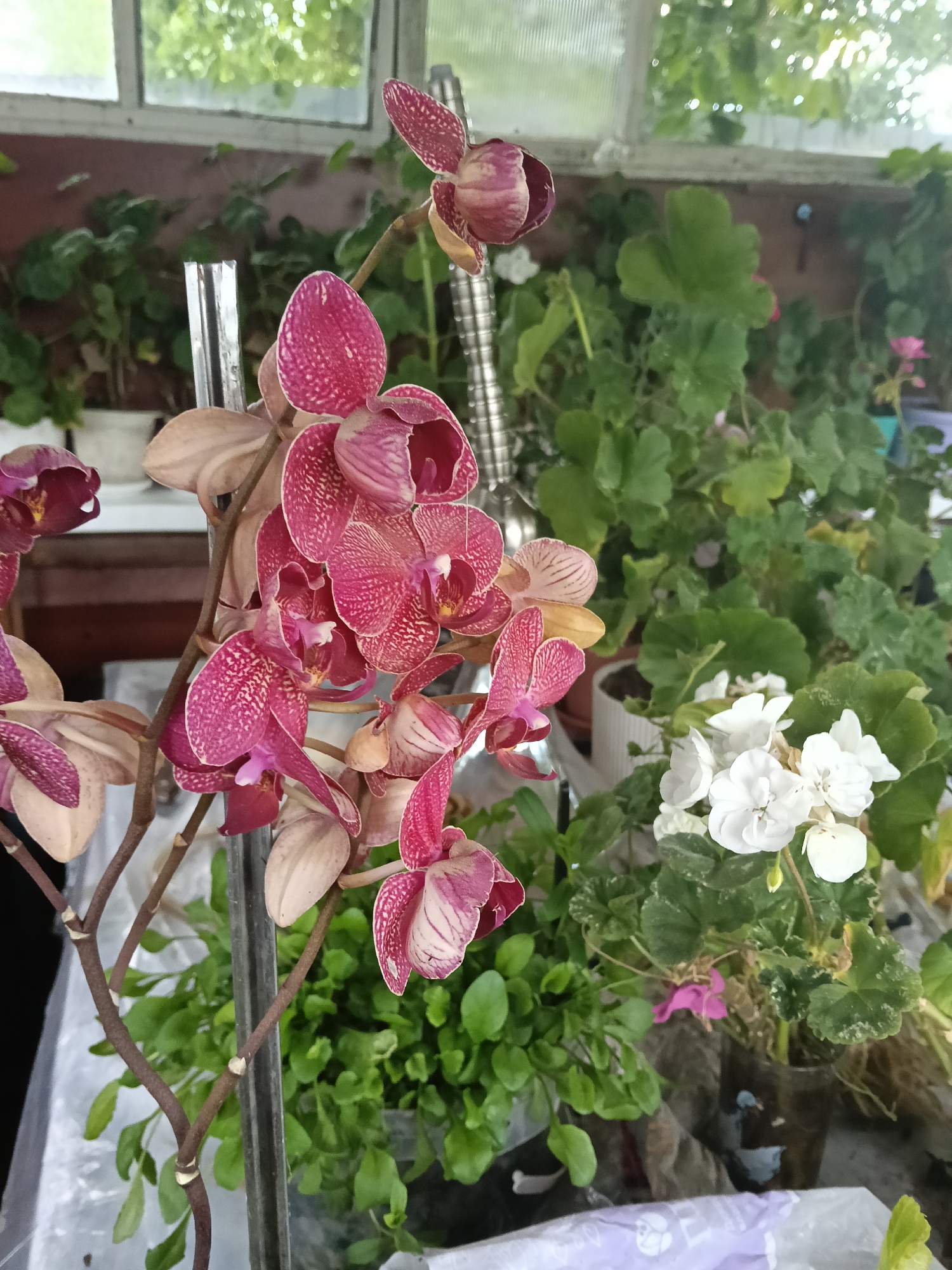 The image shows a close-up view of potted plants, with a pink orchid prominently displayed in the foreground. The orchid has multiple blooms, some open and some still in bud. Behind the orchid, there are various other plants, including geraniums with white and pink flowers. The plants are positioned near a window. The location is identified as Красный Маяк, Russia.
