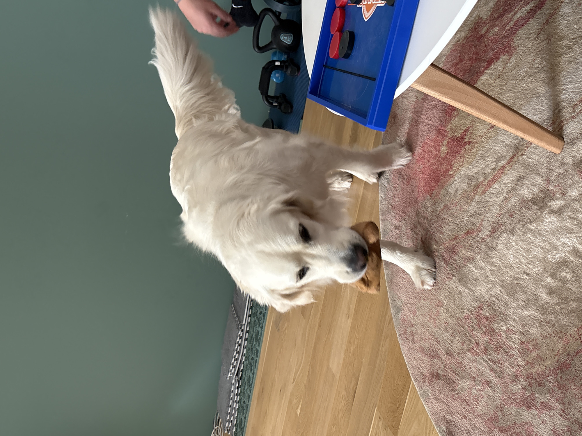 A cream-colored Golden Retriever is the central subject of this indoor scene in Lozen, Bulgaria. The dog stands on a light wooden floor, with its front paws resting on the edge of a light-colored rug patterned with reddish-brown accents. It faces the viewer, its head tilted slightly, and appears to be holding a small, brown, indistinct object in its mouth.
To the dog's left, a person's hand is visible near various exercise equipment, including black kettlebells (one clearly showing the number "12") and black and blue push-up bars, all resting on a blue mat against a solid teal-green wall.
To the dog's right, a small white table is partially visible, featuring a wooden leg and supporting a blue tabletop air hockey game. Red and black pucks or game pieces are arranged on the game surface, which also features an "Air Hockey" logo. The lighting is bright, suggesting daytime. The overall impression is a casual home environment.