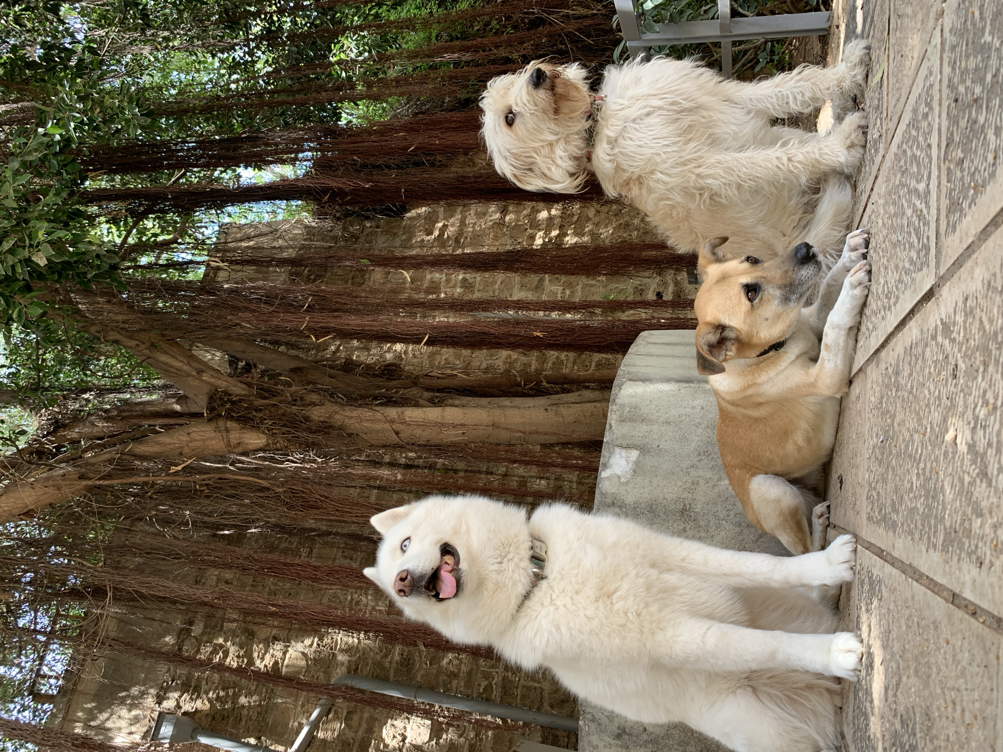 The image shows three dogs resting outdoors in Tel-Aviv, Israel, during a bright, sunny day. The scene is characterized by a distinctive tree with a dense network of aerial roots descending towards the ground, forming a curtain-like backdrop against a rustic stone wall. Above, the green foliage of the tree is visible.
In the foreground, on a light-colored paved surface, are the three dogs. On the left, a large, fluffy white dog, possibly a husky or samoyed mix, with striking blue eyes, sits with its mouth open and tongue slightly out, panting. It appears to be looking upwards. In the middle-right, a medium-sized light brown and white dog, likely a mixed breed, is sitting with its front paws on the ground, attentively looking upwards. Further to the right and slightly behind, a shaggy-haired, cream-colored dog, possibly a terrier mix, is lying down, also looking upwards.
The sunlight creates clear shadows, indicating the daytime setting. The dogs appear calm and relaxed. No text is visible in the image. The unique aerial roots suggest a mature Banyan or similar fig tree, typical of some Mediterranean climates.