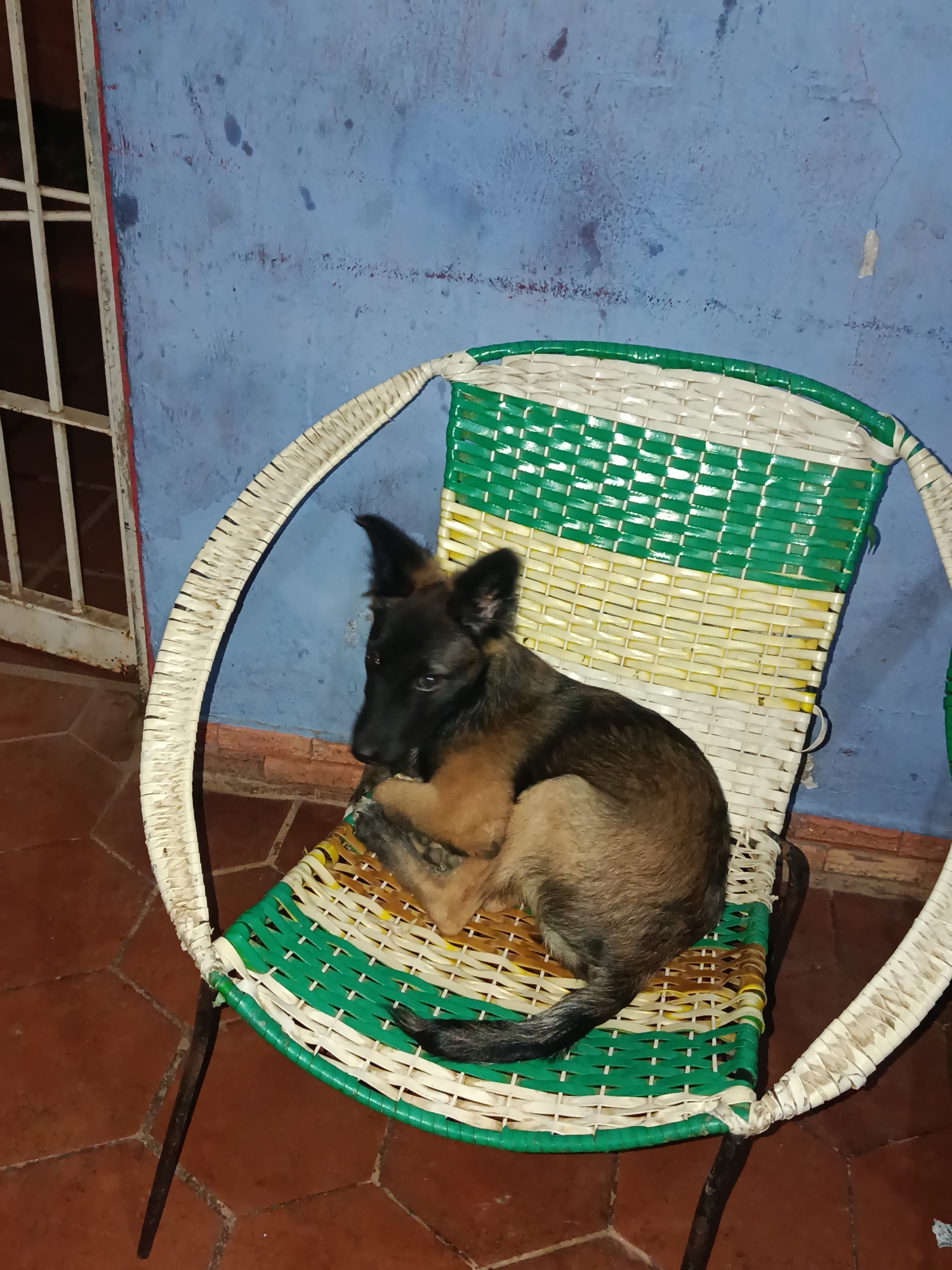 A young Belgian Malinois puppy is curled up on a wicker chair with green, white, and yellow weaving. The puppy has tan and black fur, pointed ears, and a dark snout. The chair has a white woven circular frame and black metal legs. It is situated on a terra cotta tiled floor next to a blue-painted wall. To the left of the chair is a white metal gate or fence with vertical bars. The scene appears to be an outdoor or semi-outdoor area, possibly a patio or courtyard, in Juan Griego, Venezuela, given the context provided.