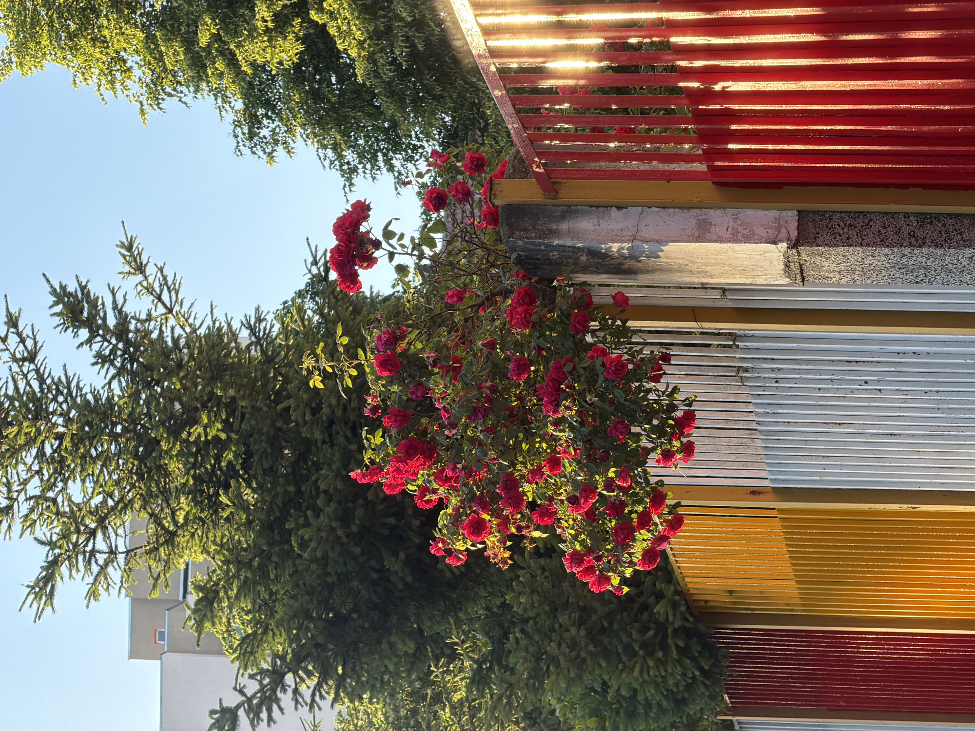 A low-angle, medium shot captures a red rose bush growing near a colorful building and a green tree. The image is rotated counterclockwise. The lower left of the frame features a green tree with visible branches and leaves set against a light blue sky. To the right of the tree, a red rose bush blooms with several red flowers, positioned near the building. The building has multiple colors, including red near the top, and various horizontal bands of color below. Sunlight glints through the red wooden structures at the top of the building. The location is in Blagoevgrad, Bulgaria.