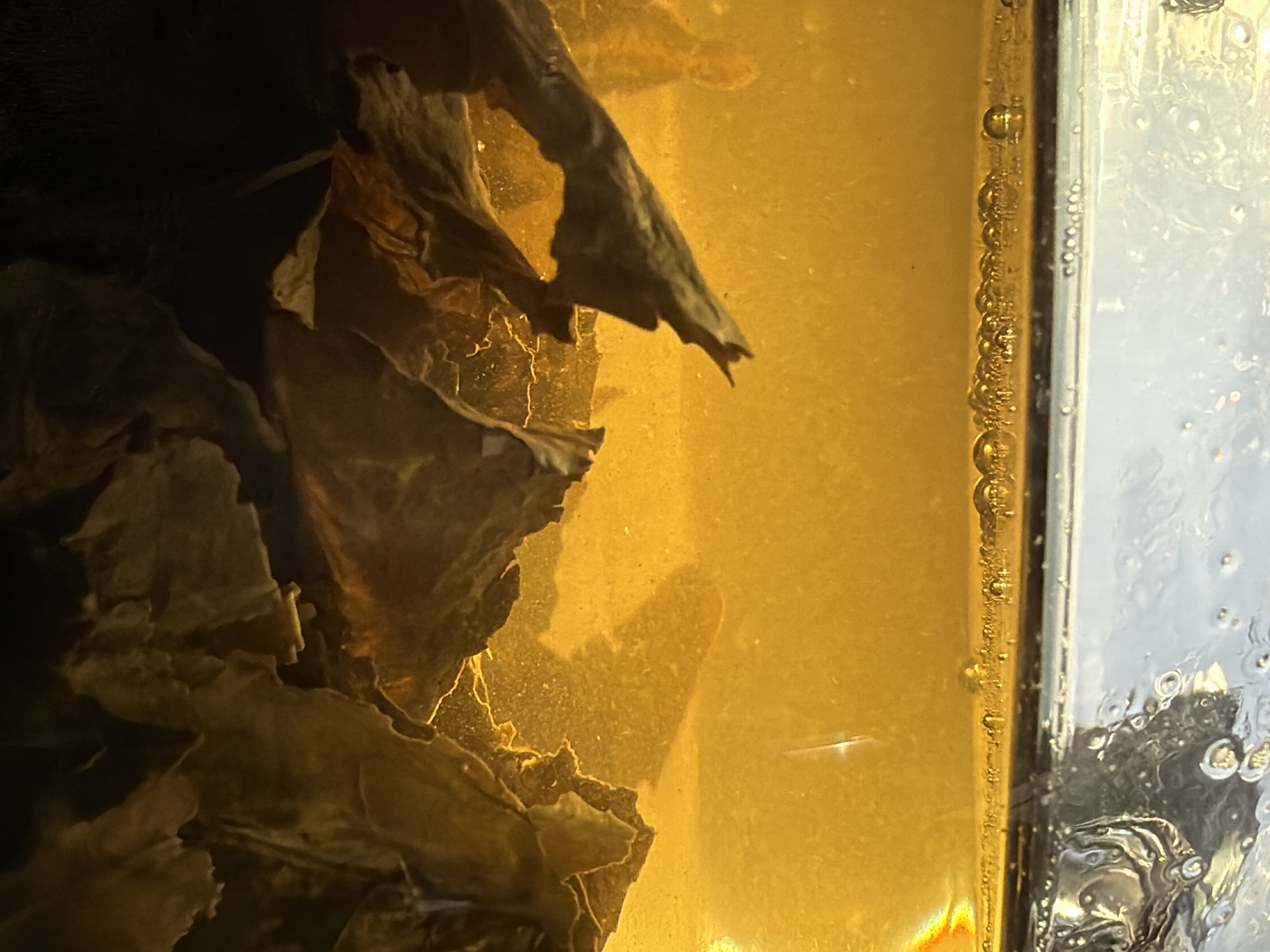This is a close-up, overhead, photographic image of dry tea leaves being steeped in a clear glass container filled with amber-colored liquid. The tea leaves are unfurling and appear to be large and dark. The liquid is transparent with tiny bubbles forming along the surface and some sediment suspended within it. The background is mostly out of focus but appears to be a bright, warm light source. There are no discernible landmarks or elements within the image that would suggest a specific location in Izhevsk, Russia, or any other city.