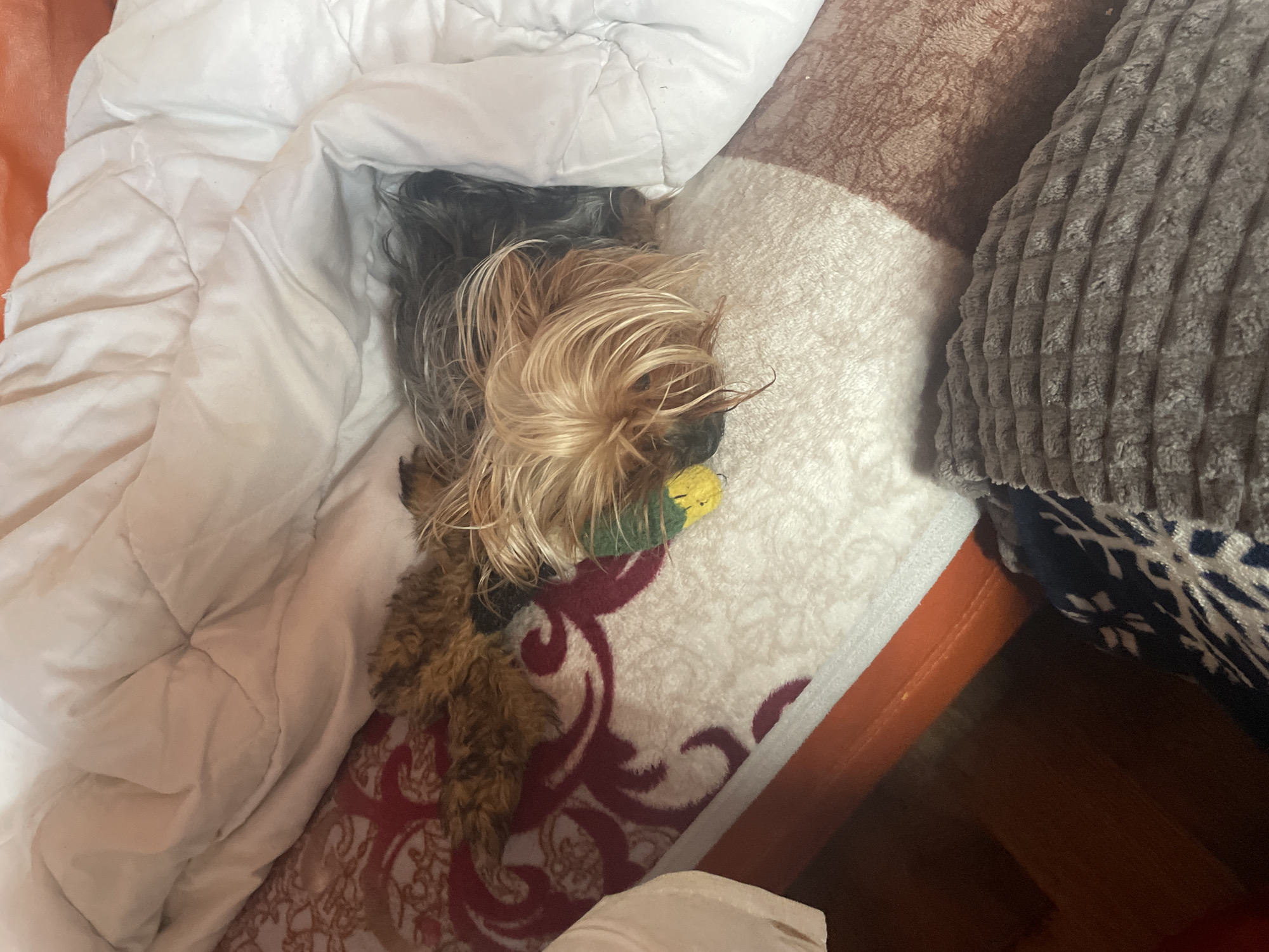 The image shows a small, long-haired dog, possibly a Yorkshire Terrier mix, partially covered by a white comforter. The dog is lying on a patterned blanket or bedding with red and white designs, positioned next to a gray textured pillow. The location is undiscernible and no evidence indicates the image was taken in Burgas, Bulgaria.