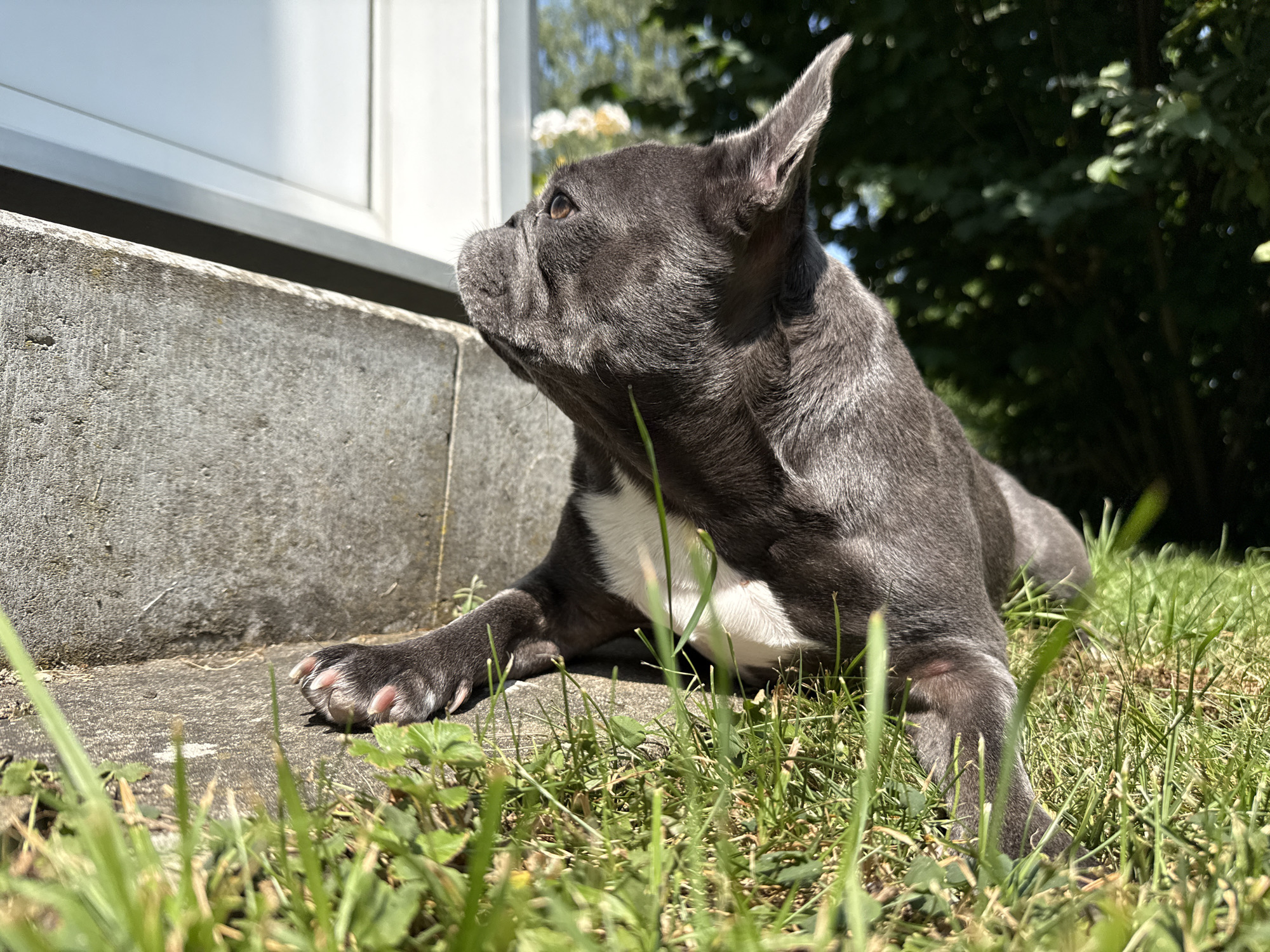 An outdoor, low-angle shot focuses on a grey French Bulldog lying on the grass next to a concrete curb. The dog is facing left, looking upwards, with its head tilted slightly. Its fur is short, and it has white markings on its chest. The background features lush green trees and foliage, suggesting a sunny day. The concrete curb is textured and worn. The image was taken in the vicinity of the Ravensberg in Bad Sachsa, Germany.