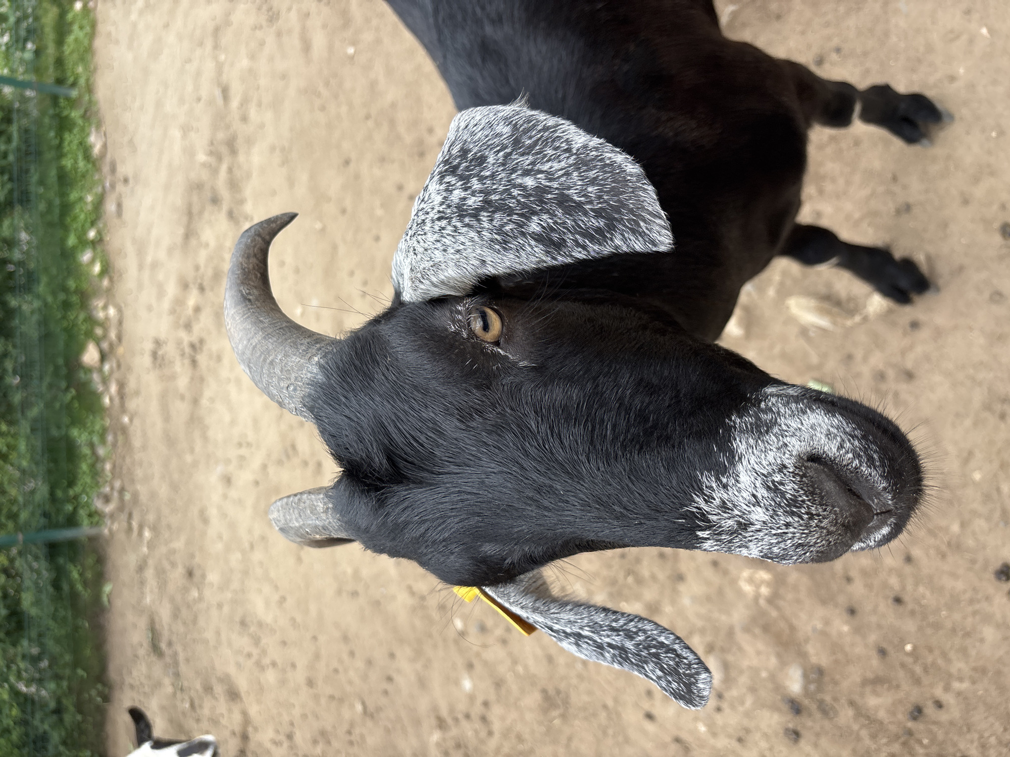 A close-up, eye-level, medium shot shows a black goat with grey and white markings on its face and ears, standing on a dirt ground. The goat's head is tilted slightly to the left, and its gaze is directed towards the camera. It has curved, grey horns and a yellow tag clipped to its left ear. In the background, to the left, a small portion of a black and white animal, likely another goat, is visible. The environment appears to be an outdoor enclosure, possibly a farm or petting zoo, with sparse vegetation and fencing in the distance. The image does not contain any elements that can be used to identify its location in Ignatovo, Russia.