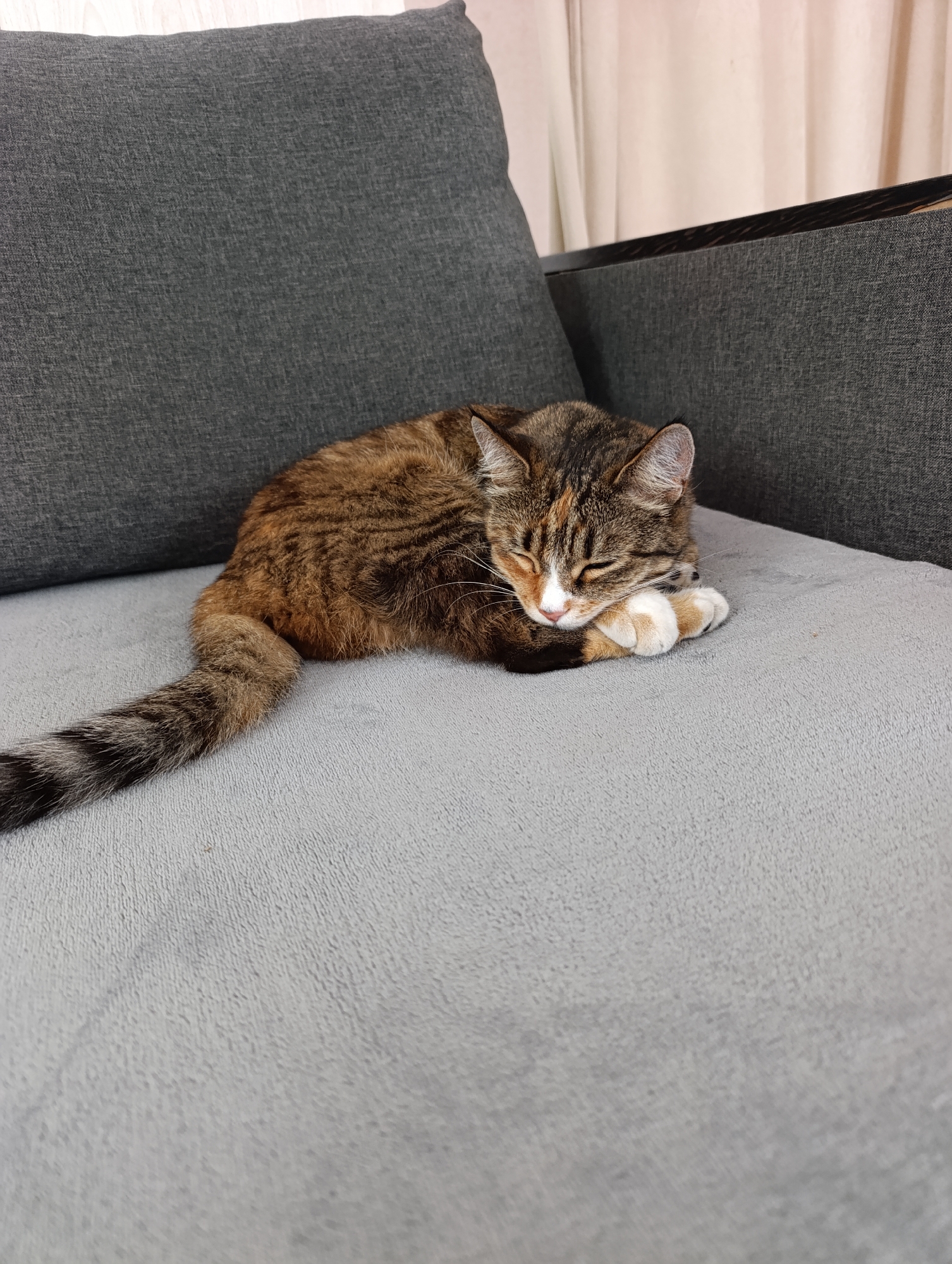 A tabby cat with brown, black, and orange fur sleeps peacefully on a light gray sofa. The cat is curled up on its side, with its paws tucked neatly beneath its chin. Its eyes are closed, and its head is resting on its paws. The cat's tail is long and striped, with rings of dark gray and black.
The sofa is upholstered in a textured gray fabric, and the cushions are large and plush. The background is blurred, but it appears to be an indoor setting, possibly a living room. There are light-colored curtains visible in the upper right corner of the image. The lighting suggests it is daytime, and the overall atmosphere is one of calm and relaxation. The cat appears content and comfortable in its sleep.