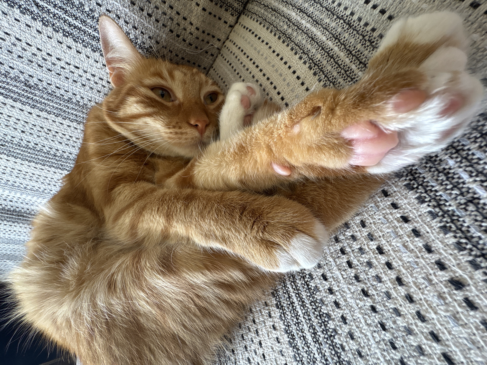 The image shows an orange tabby cat lying on its side on a textured, striped fabric surface. The cat's body is curled, with its head resting on the fabric and its eyes open, looking towards the camera. Its front paws are extended, one resting on top of the other. The paws have white fur on the tips and visible pink toe beans. The fabric appears to be a couch or chair upholstery, with a pattern of alternating dark and light stripes, and a woven texture. There is no indication of the city of Vratsa, Bulgaria, or any other specific location. The scene is indoors and focuses on the cat.