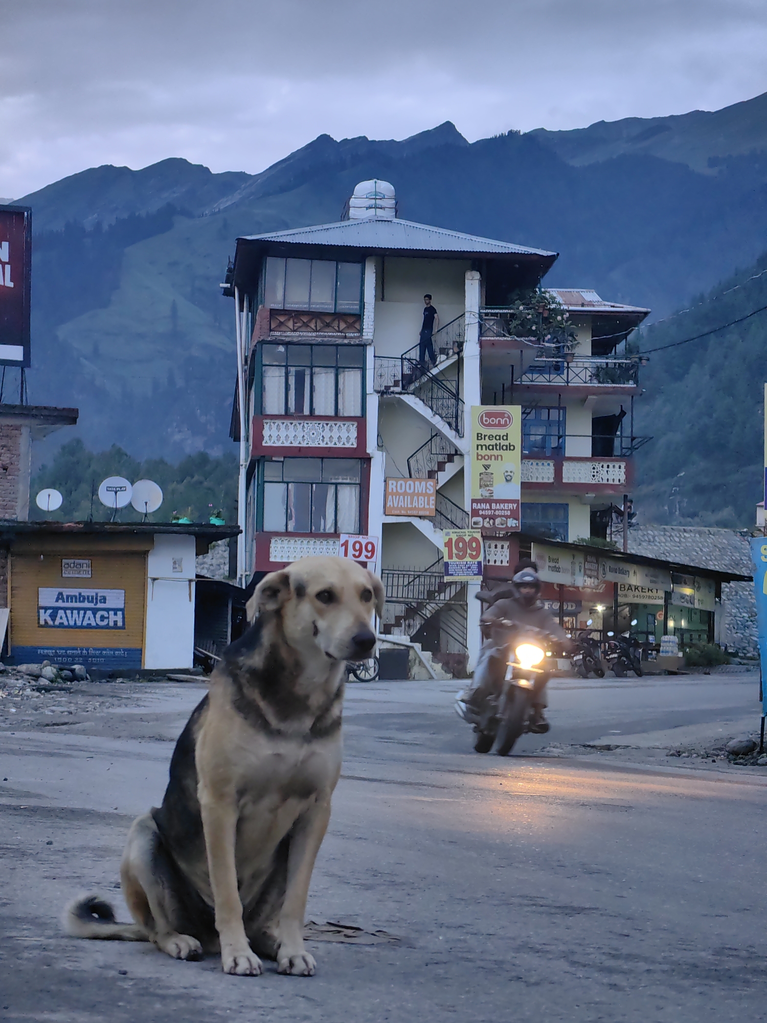 A medium shot captures a dog sitting on a paved road in Bahang, India, with a building and mountains in the background. The dog, with tan and black fur, is looking towards the viewer, appearing calm. Behind the dog, a multi-story building with a blue-trimmed balcony and balconies with white patterned railings stands prominently. The building has several windows and an external staircase. Signs on the building advertise "ROOMS AVAILABLE" and "RANA BAKERY," with a price of "199" visible. A billboard for "Adani Cement Ambuja KAWACH" is on the left.
In the middle ground, a person on a motorcycle with its headlight on is riding towards the viewer, creating motion blur. Several other motorcycles are parked on the right side of the road. The scene is set against a backdrop of lush green mountains under a cloudy sky, suggesting an overcast day, possibly late afternoon or early morning given the soft lighting. The overall atmosphere is that of a quiet street in a mountainous region.