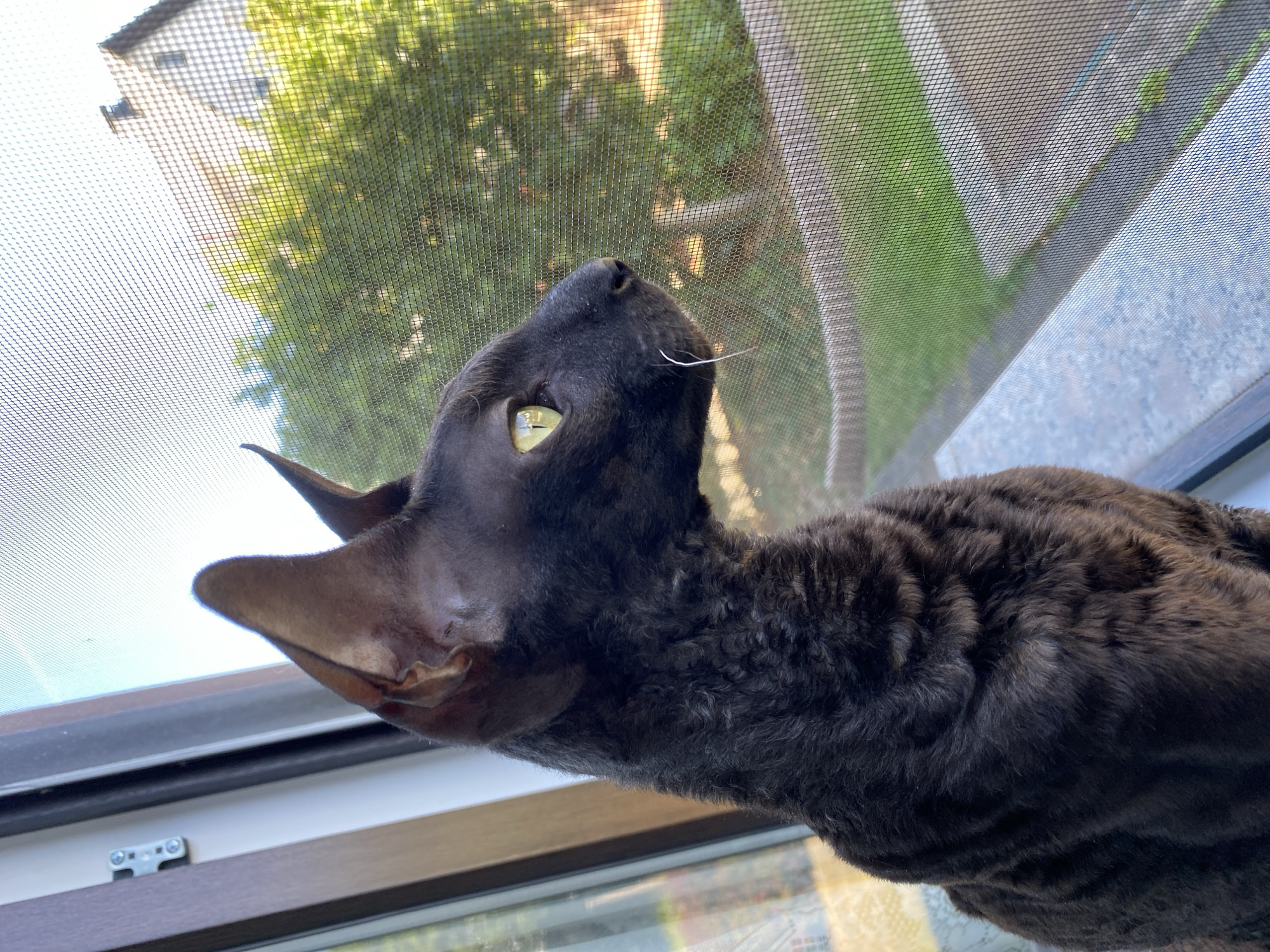 A black Cornish Rex cat with large ears and pale yellow eyes sits on a windowsill, looking out through a window screen at a sunlit, tree-lined yard with a house in the background. The cat's fur appears curly. The windowsill is a light gray speckled material. A window frame and a metal latch are visible on the left side of the image. The scene takes place in Flammersfeld, Germany.
