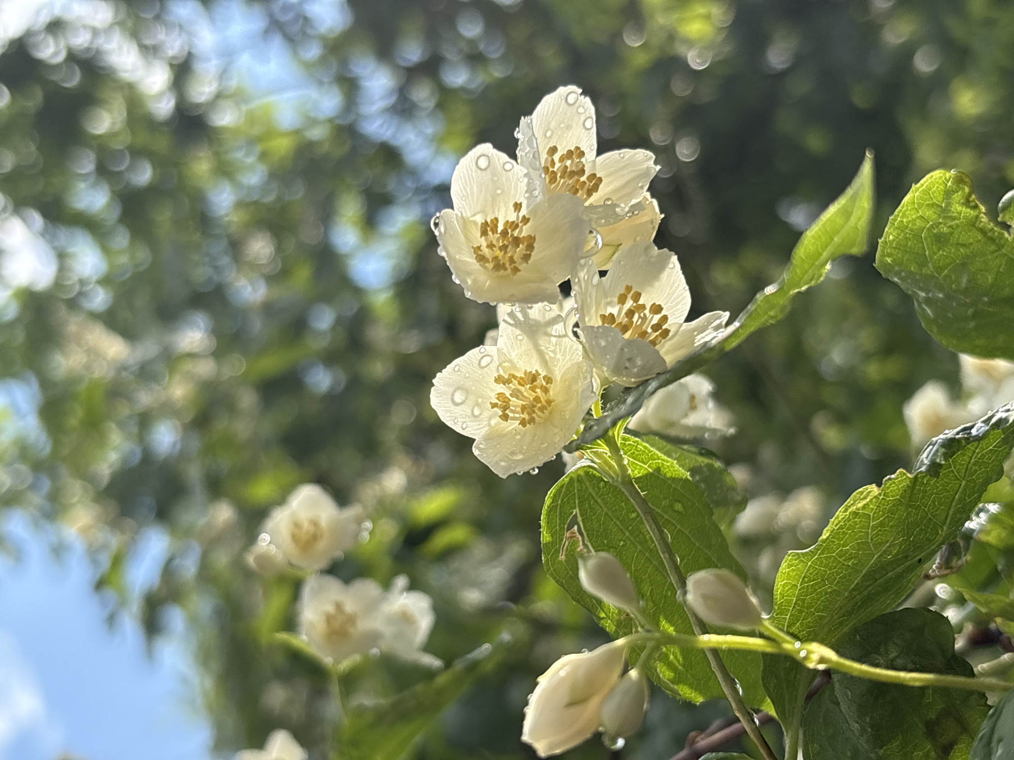 The image shows a close-up of white jasmine flowers with water droplets on their petals, set against a blurred background of green foliage and blue sky. The flowers appear to be on a branch with green leaves and buds. The scene is brightly lit, suggesting it was taken outdoors on a sunny day, possibly after rain. The image is a photograph and contains no people, specific landmarks, or any indication of its location in Saint Petersburg, Russia, or any other city.