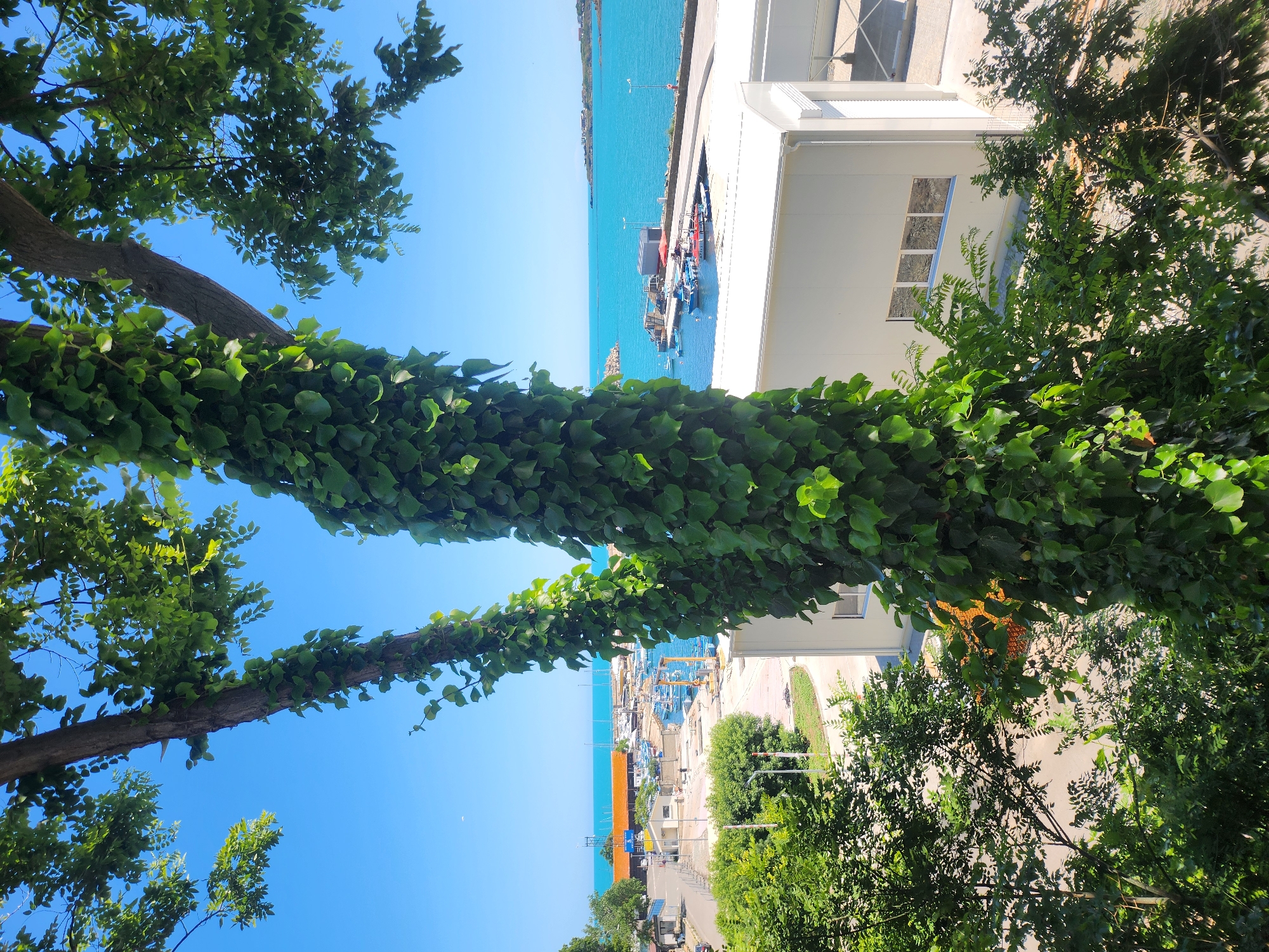 This is a vertical, eye-level, medium shot taken on a clear, sunny day, looking out from behind dense foliage toward a harbor. The foreground is dominated by the thick, green trunk of a tree heavily entwined with ivy, obscuring a portion of the view. Branches and leaves from other trees also frame the scene.
Beyond the trees, the view opens to a coastal town. In the mid-ground, a white, modern building with a row of windows sits to the right. To the left of this building, a street leads to a bustling harbor. Numerous boats, ranging from small fishing vessels to larger yachts, are moored in the clear blue water. A long pier extends into the water, with more boats docked along its side. Further back, several buildings with orange roofs are visible, and the coastline stretches into the distance under a bright blue sky. The city is Tsarevo, Bulgaria.
