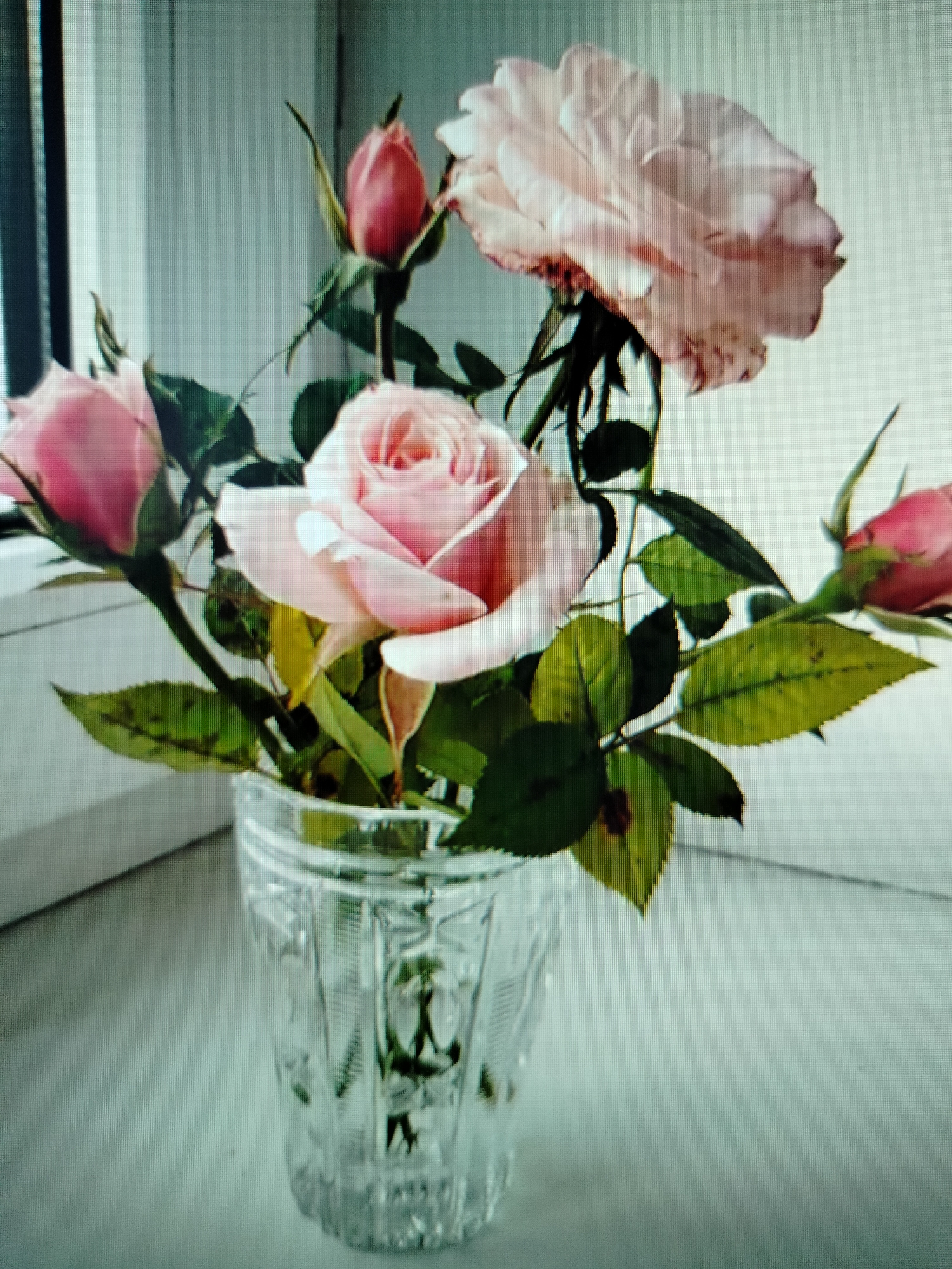 A bouquet of pale pink roses is arranged in a clear, fluted glass vase. The vase sits on a white surface, likely a windowsill, in front of a window with vertical blinds. The roses, in various stages of bloom, are predominantly light pink, with some deeper pink accents on the buds. The leaves are a vibrant green, with some showing signs of yellowing or browning. The overall lighting is soft, suggesting natural light. The image is slightly out of focus and has a grainy quality, indicative of a photograph taken with a low-resolution camera or in low light conditions. The scene is devoid of any people or overt actions. The context of Yashkino, Russia, cannot be inferred from the visual information provided in the image.