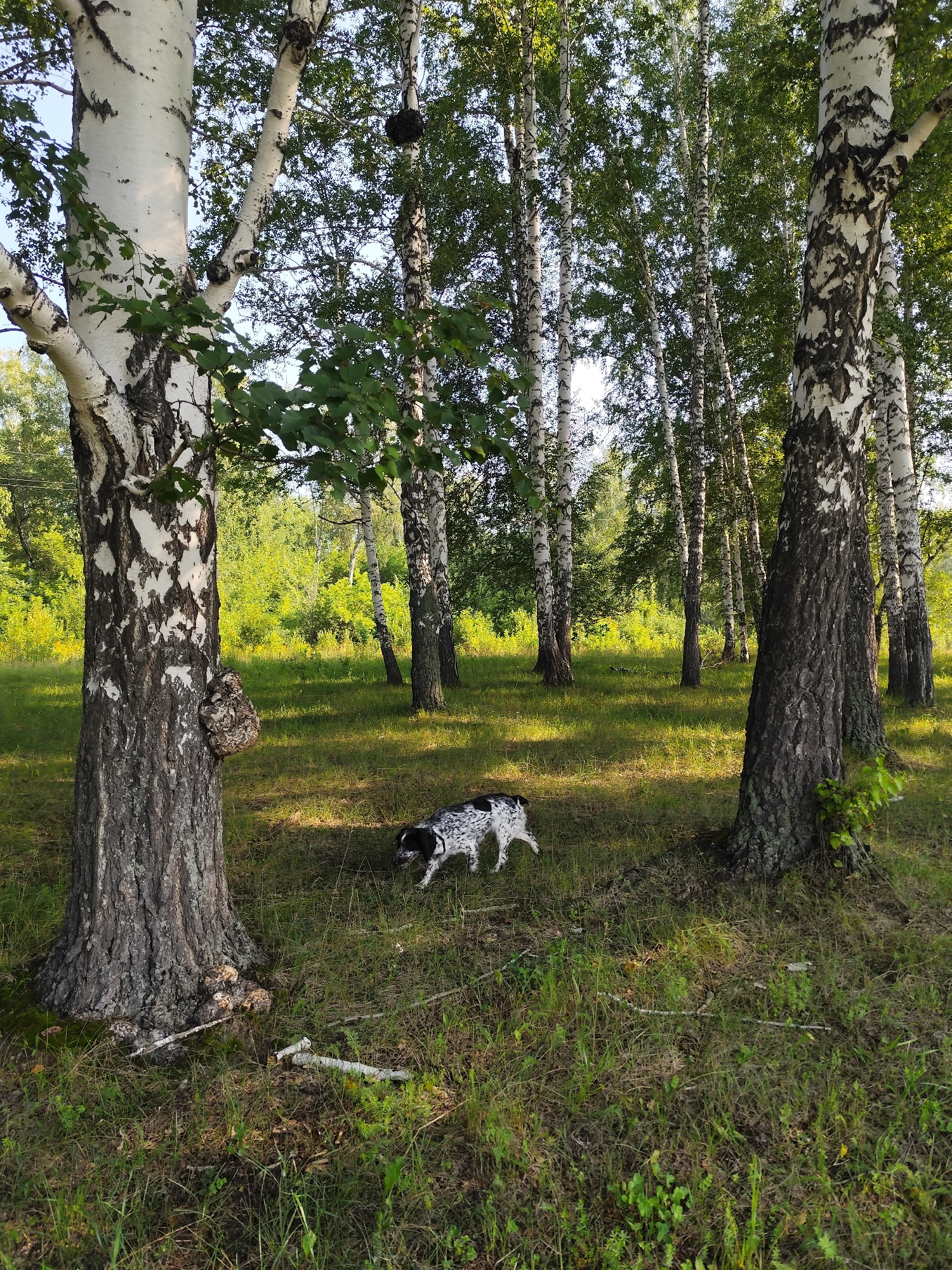 A black and white spotted dog walks through a grassy clearing surrounded by a dense birch forest. The dog is positioned in the center left of the frame, facing towards the right. Sunlight filters through the leaves, casting dappled shadows on the ground. The trees are tall and slender with distinctive white bark marked with black patches. The forest floor is covered in green grass and scattered dry twigs. In the background, the forest continues, with the trees receding into the distance. The sky is visible through the canopy as a pale blue. The location is the Oktyabrskiy Forest Park in Oktyabrskiy, Russia.