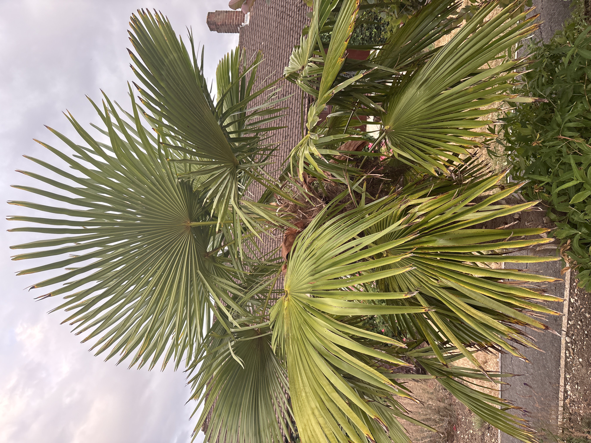This image shows a palm tree in a garden setting, with a residential building in the background. The palm tree's fronds are green and fan-shaped, with some tips appearing dry and brown. The building has a tiled roof and a brick chimney. The sky is overcast. The environment suggests a temperate climate, consistent with Chelmsford, United Kingdom. There are no people or actions depicted in the image.