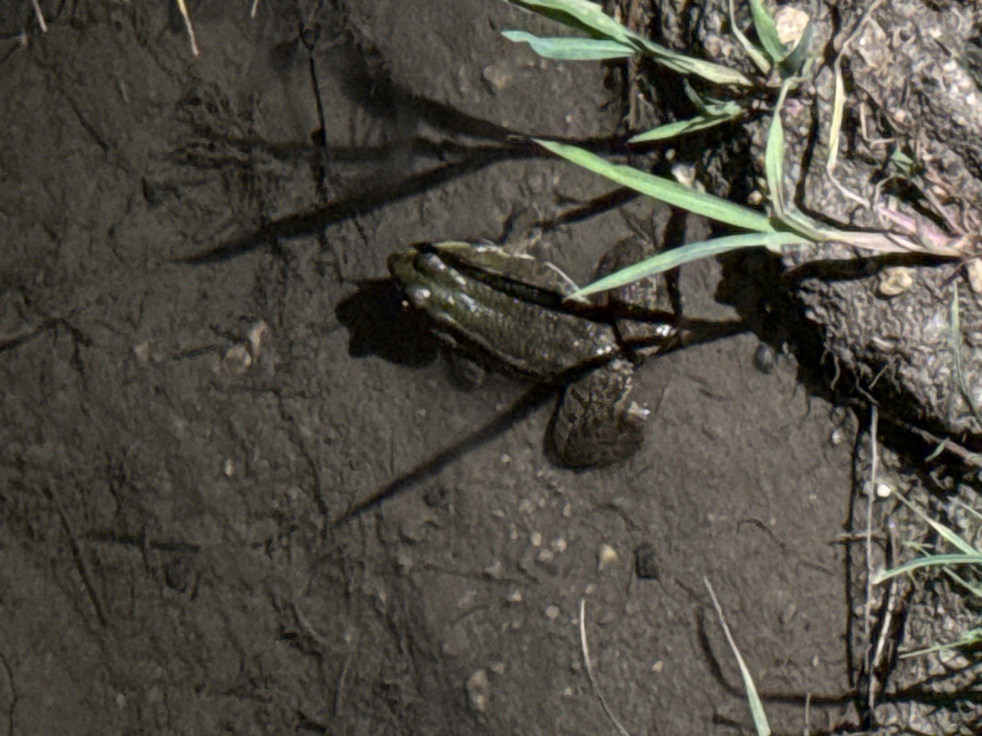 A frog is partially submerged in muddy water. The frog is facing towards the left of the frame, with its head slightly raised. Its skin is a mottled green and brown, and its eyes are visible. The water is dark and murky, with some debris and small pebbles visible on the bottom. There are some blades of green grass growing in the foreground and around the edges of the water. The background is dark and out of focus, suggesting a natural outdoor environment. The image does not provide any information about a specific location in Blagoevgrad, Bulgaria.