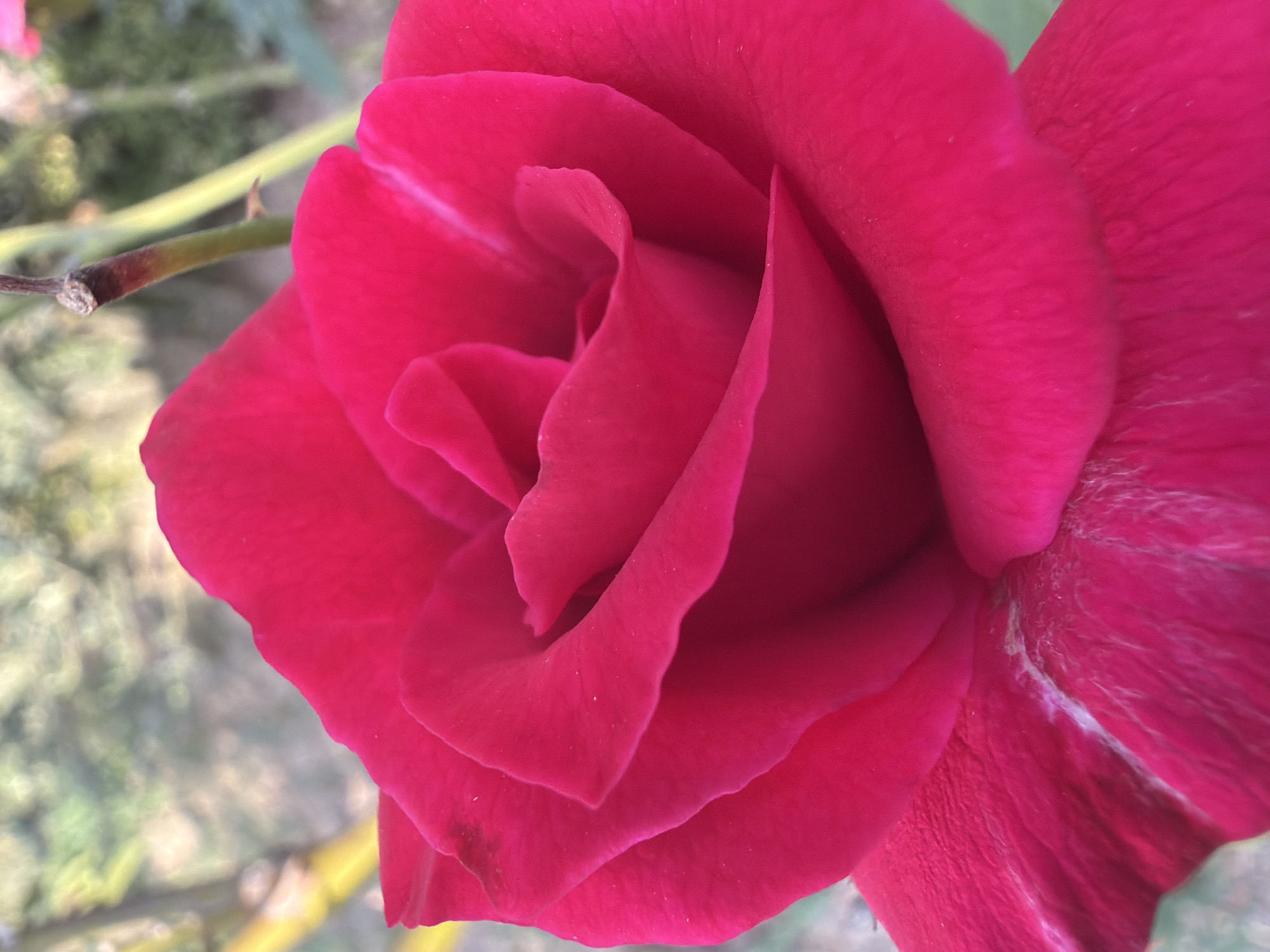 The image is a close-up, vertical, outdoor shot of a vibrant pink rose in bloom. The petals are tightly furled towards the center, creating a spiral effect. Some of the outer petals show subtle white streaks or veins. The background is softly blurred, suggesting foliage and possibly thin branches, with hints of yellow and green. The lighting appears natural and diffused. The image does not contain any individuals or indicate any specific location in Sabirabad, Azerbaijan.