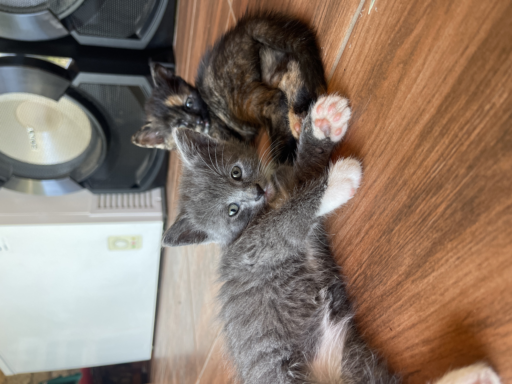 This is a close-up, eye-level, outdoor photograph of two young kittens lying on a wooden floor. In the foreground, a grey tabby kitten with white paws is lying on its left side, facing the camera. Its body is partially obscured by the second kitten. The kitten's eyes are open and it is looking towards the camera. Behind and slightly to the right of the grey kitten is a dark tortie kitten, curled up. The tortie kitten's head is resting on the grey kitten's back, and its eyes are open and looking towards the camera. The kittens are positioned on a floor made of polished wooden planks. In the background, on the left side of the image, is a white rectangular appliance, possibly a freezer, with a vent on its right side. On the right side of the image are two large, dark-colored speakers, one partially obscuring the other. The speakers appear to be part of a sound system. The overall lighting suggests it is daytime. This scene is not specifically located in the city of Totleben, Bulgaria, as there are no identifying landmarks or context to suggest this location.