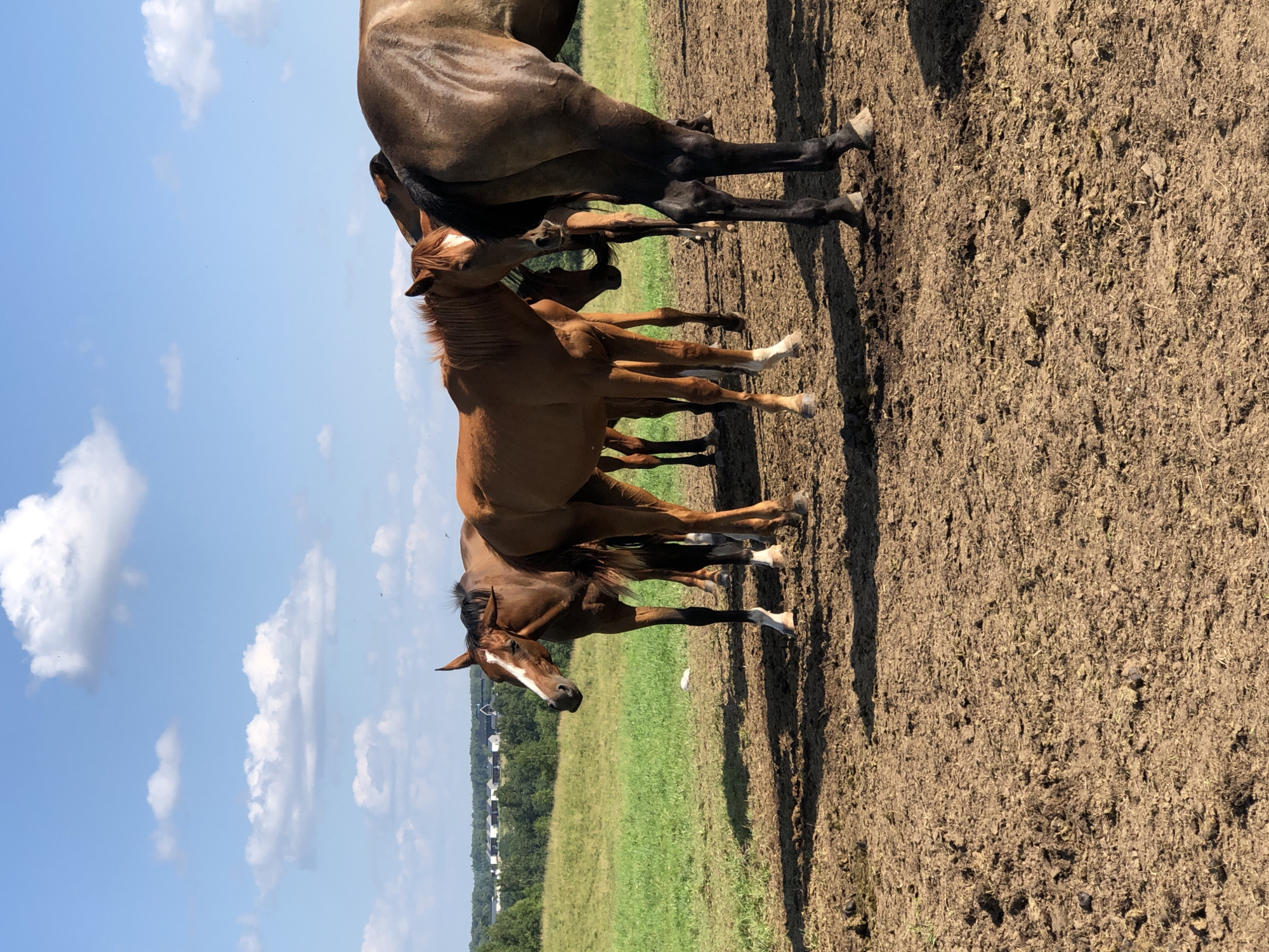 The image captures a group of horses in a muddy outdoor enclosure on a sunny day. The sky is blue with scattered white clouds. In the background, a lush green field stretches out, dotted with trees and a few distant houses, suggesting a rural or semi-rural setting. The foreground is dominated by the horses and the textured, uneven ground, which appears to be a mixture of mud and dried grass. The horses are of varying shades of brown and are standing close together. Their body language is relaxed, with some looking towards the camera and others facing away. One horse in the foreground on the left has a distinct white marking on its face. The lighting indicates it is daytime, with shadows cast by the horses on the muddy ground.
