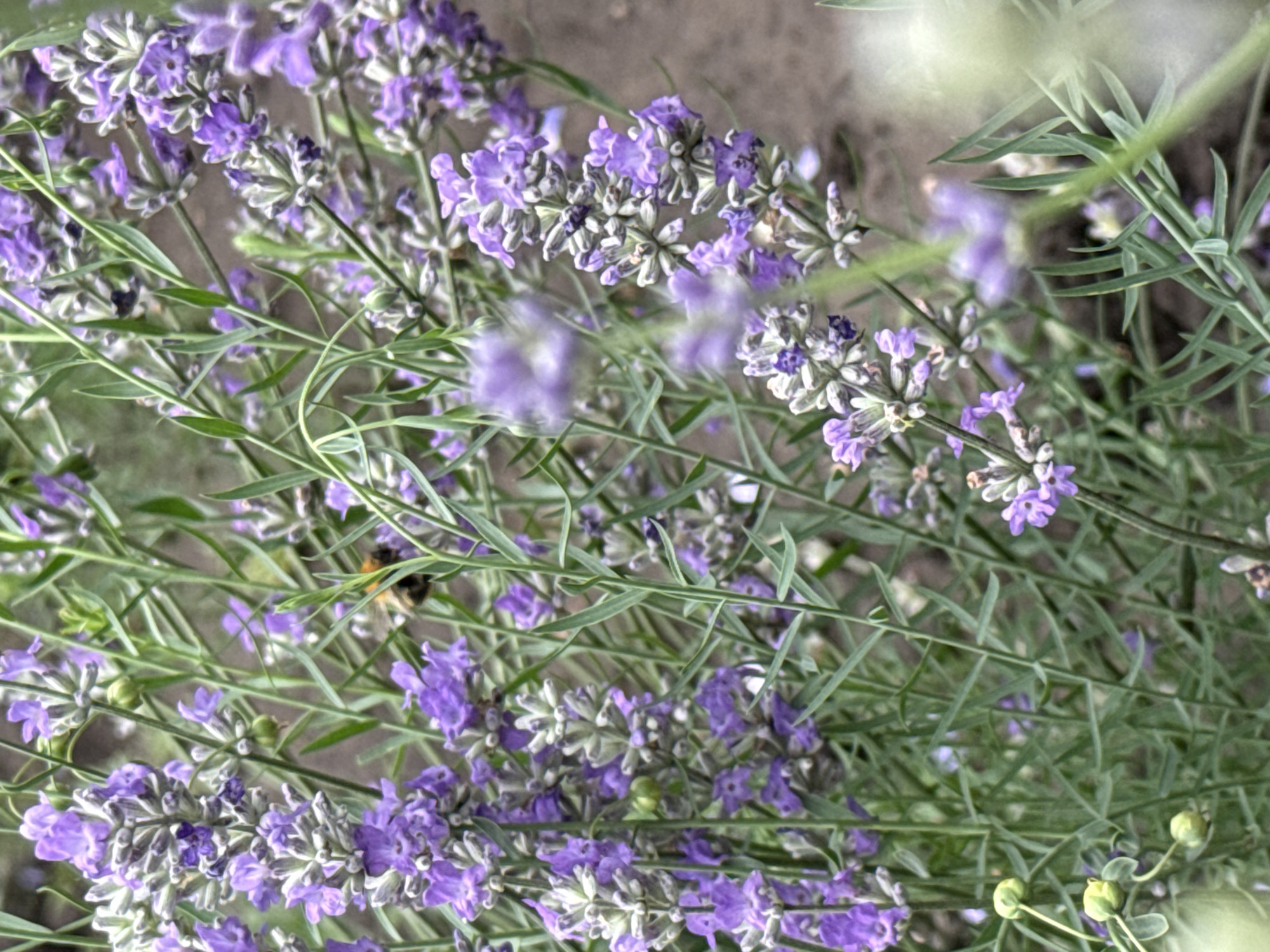 The image depicts a close-up view of lavender plants with a bee actively pollinating one of the flowers. The lavender is in bloom, displaying clusters of purple and white flowers and green stems. The background is blurred, showing a predominantly brown earthy texture, likely soil. The lighting suggests it is daytime, with soft natural light illuminating the scene. There are no people or man-made structures visible in the image. The location is identified as Pavlovka, Russia, though this cannot be visually verified from the image content alone.