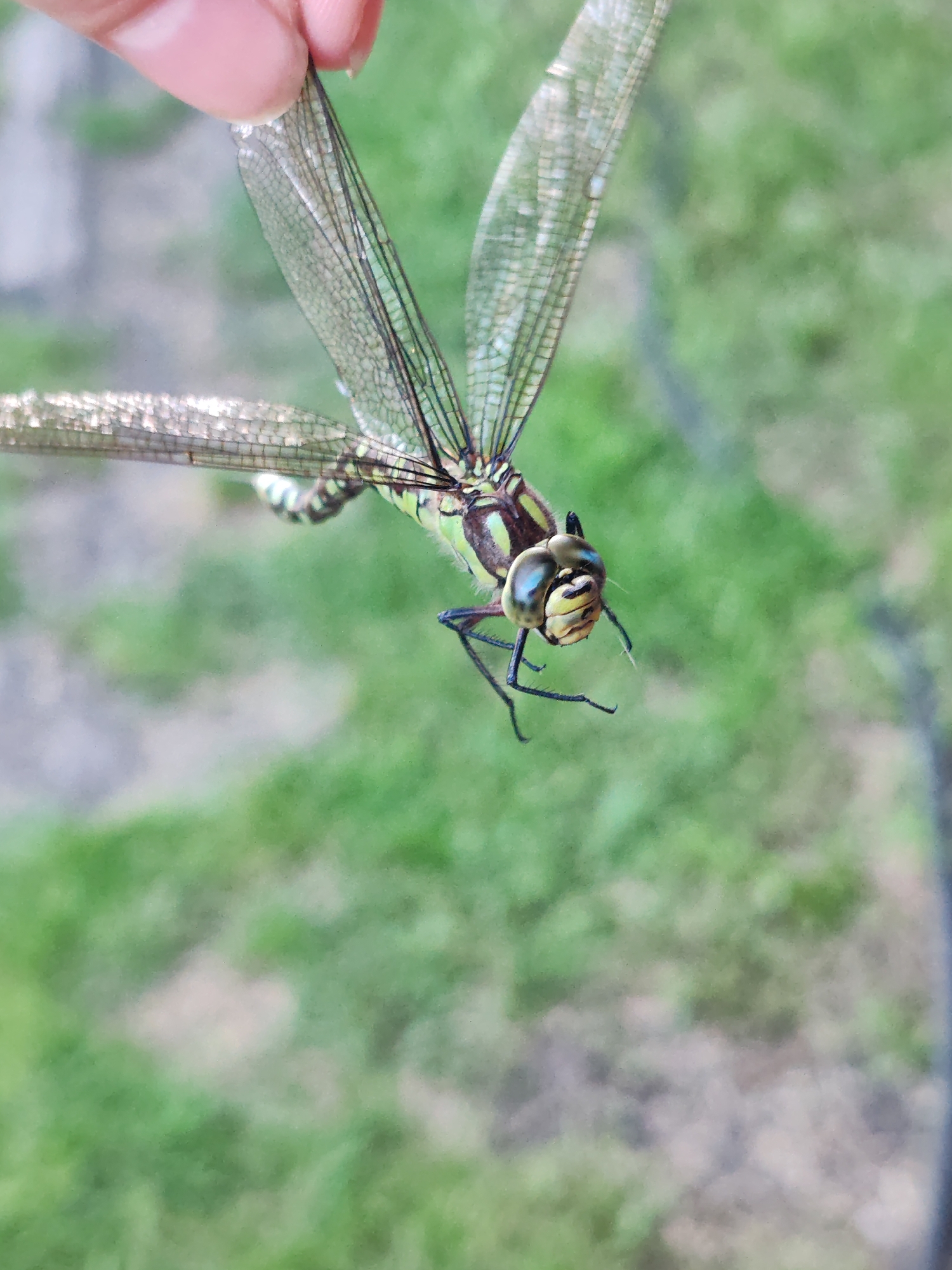 A close-up, high-angle shot shows a person's fingers holding the wings of a green dragonfly. The dragonfly's body is green and brown with black markings. Its large, compound eyes are a prominent feature, appearing yellow and blue. The dragonfly's wings are transparent and veined. The background is a blur of green grass and possibly some muted gray and brown elements, suggesting an outdoor setting. The scene is set in the city of Kashino, Russia.