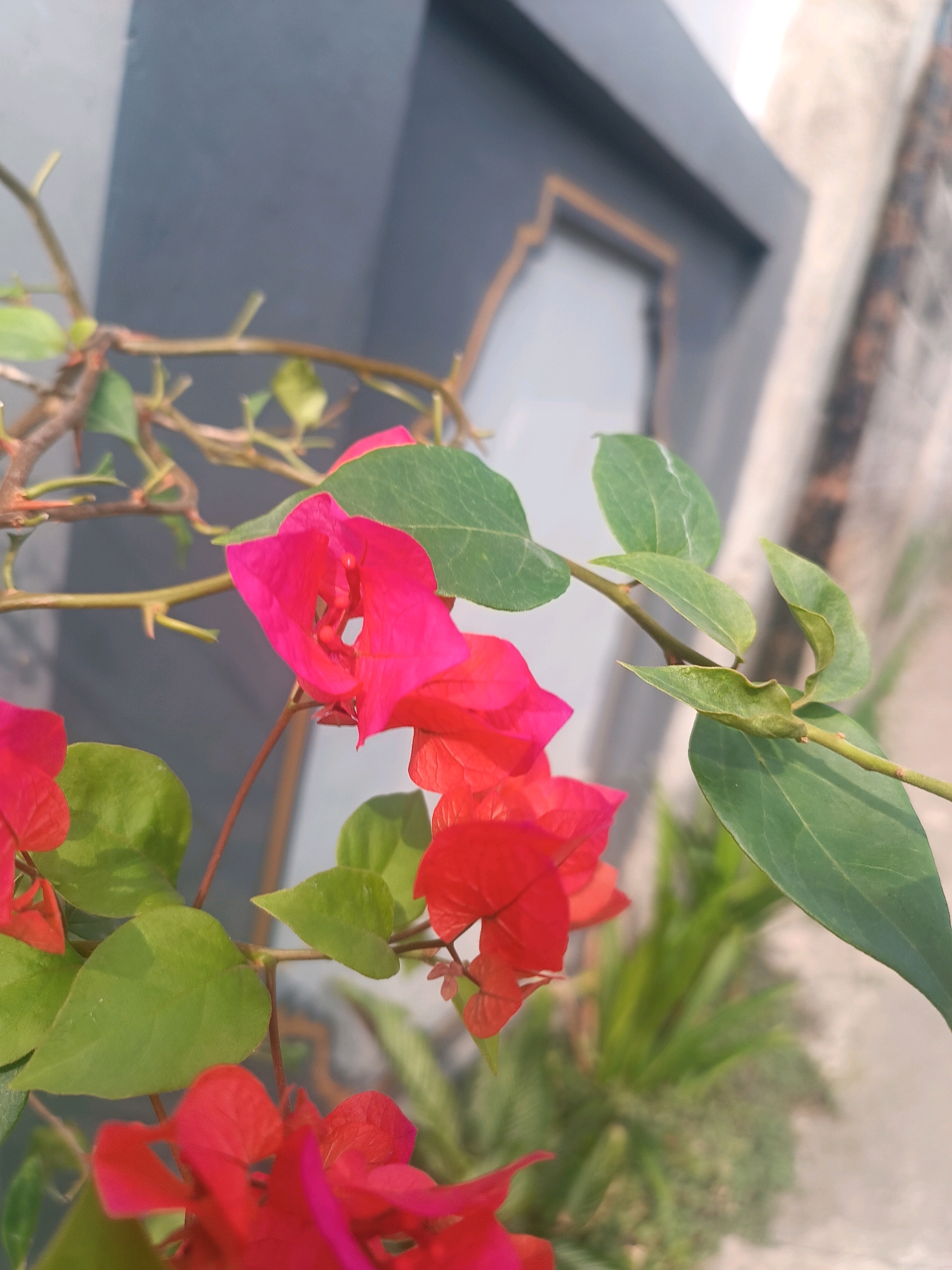 A close-up, vertically oriented, eye-level shot features a flowering bougainvillea branch against a blurred background. The vibrant pink and red bracts of the bougainvillea dominate the foreground and mid-ground, interspersed with the plant's green leaves and thin, thorny brown stems. The background is a muted mix of a dark gray wall with a lighter-colored frame and a textured, lighter surface to the right, suggesting an outdoor urban setting. No people or specific landmarks are identifiable, making it impossible to determine the precise location within Tabanan, Indonesia. The lighting suggests it is daytime, with soft, diffused light.