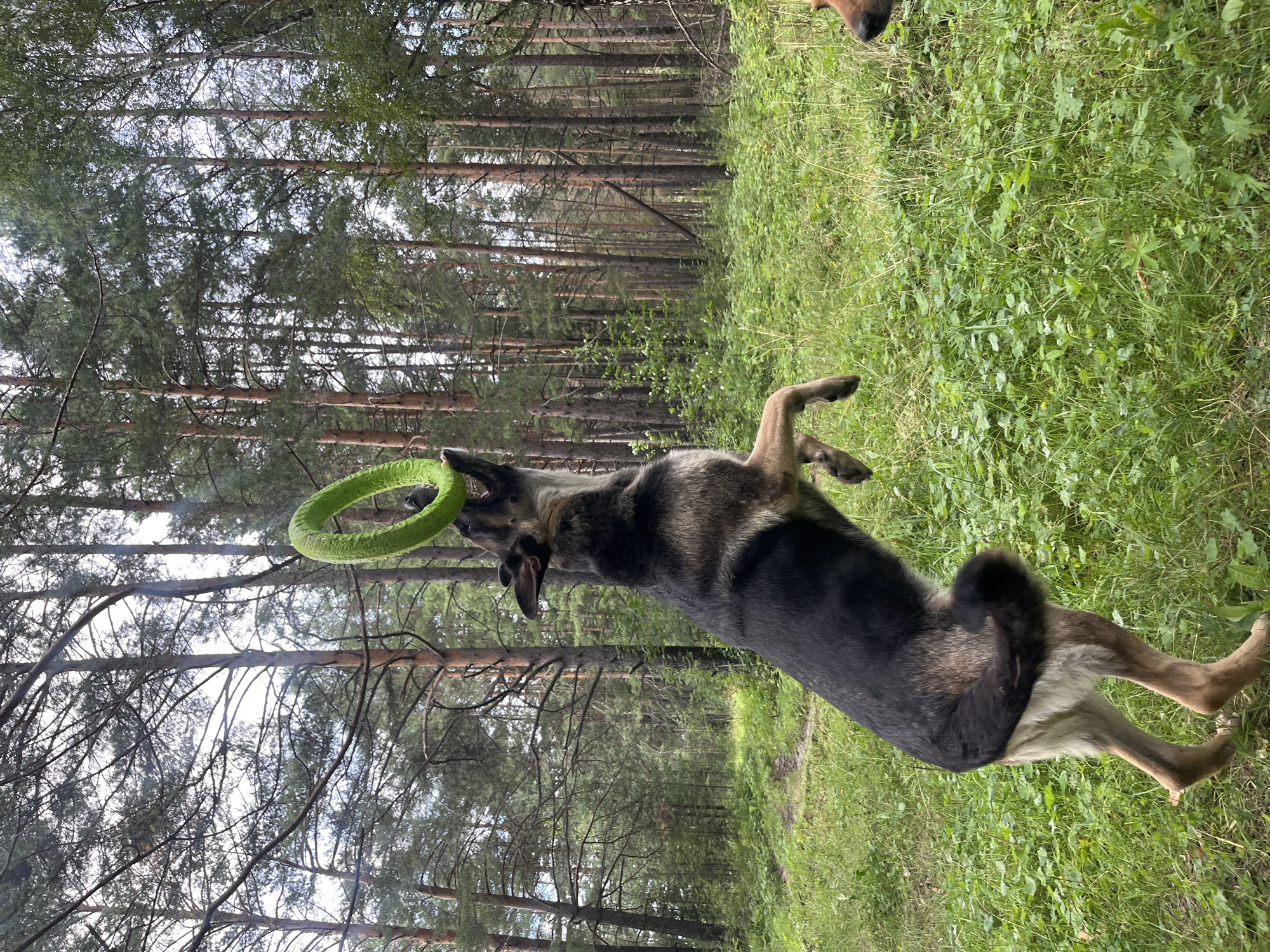 A German Shepherd dog leaps in the air, attempting to catch a bright green ring toy in its mouth, in a forest setting. The dog is in mid-air with its front paws extended. Tall, slender pine trees and green foliage dominate the background. Another dog's head is partially visible in the lower right corner of the frame. The ground is covered in lush green grass and clover. The sky is overcast. The location is a forest outside Nizhny Tagil, Russia.