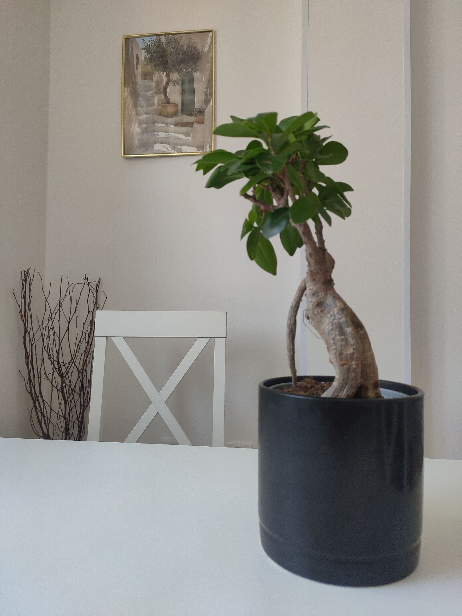 A potted bonsai tree with a thick, gnarled trunk and lush green leaves sits on a white table. The bonsai is in a dark gray cylindrical pot. Behind the tree, a white chair with an X-shaped back is visible. To the left of the chair is a cluster of dry, thin branches. On the wall behind the chair, a framed picture of a Mediterranean village scene with an olive tree is hanging. The scene is indoors, likely in a room with light-colored walls. The overall impression is one of a calm, minimalist interior. The location is the city of Zrenjanin, Serbia.