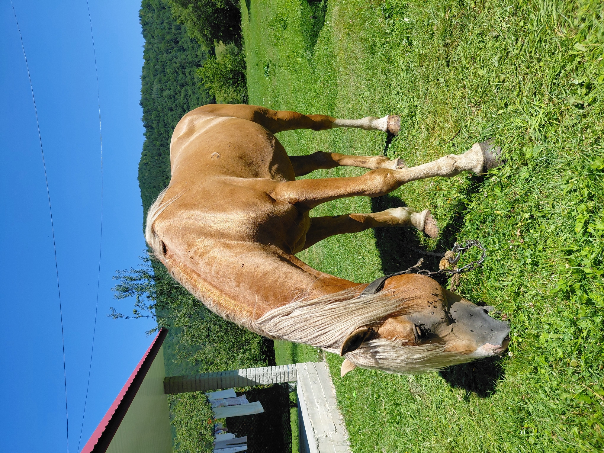 In Chernyk, Ukraine, a light brown horse grazes in a lush green field under a clear blue sky. To the left, a white concrete structure with a red-trimmed roof extends into the frame, with laundry hanging on a line. The horse has a blonde mane and tail, and a chain halter. In the background, a dense green forest covers rolling hills. The overall scene depicts a rural setting on a sunny day.