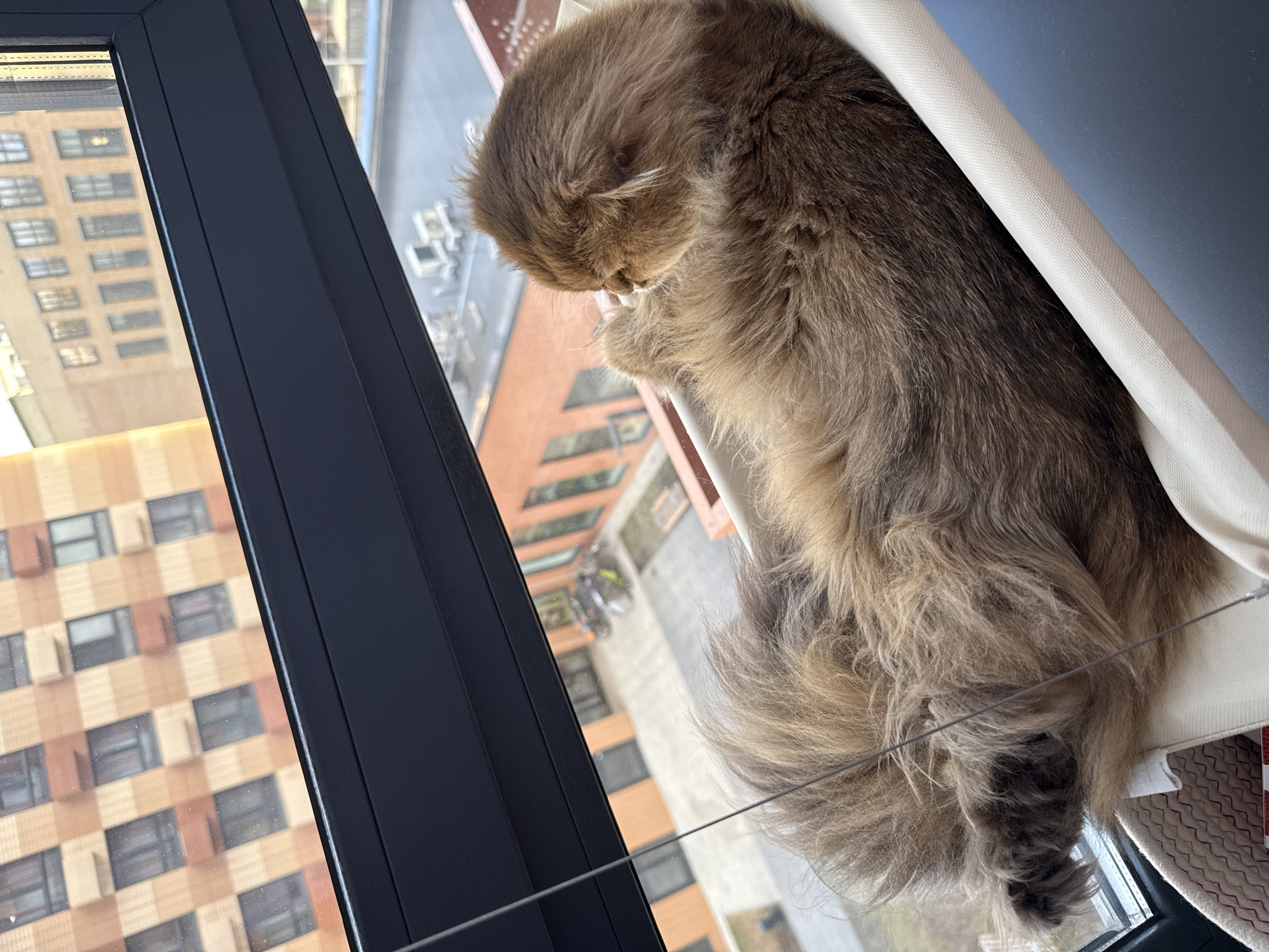A medium, eye-level, indoor shot shows a long-haired, brown cat sleeping on a white perch attached to a dark-framed window; outside, buildings of Moscow, Russia are visible.
The cat is curled up, with its head down, on the perch. Its fur is thick and fluffy. The perch appears to be made of a canvas-like material, stretched over a frame attached to the window. The window frame is black, and a glimpse of a multi-story building with a beige and brown facade is visible through the window. The buildings are indicative of modern architecture in an urban environment.