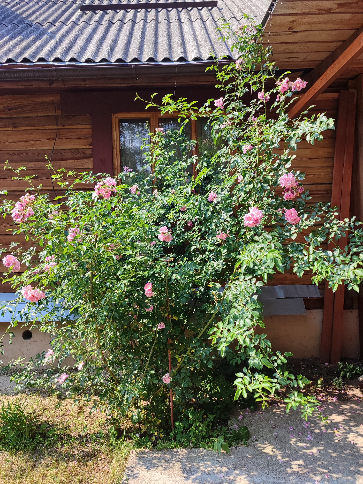 A medium shot captures a bush of pink roses in bloom against the backdrop of a rustic wooden house in Капцэвіцкі сельскі Савет, Belarus. The house, constructed from horizontal wooden planks, features a dark red trim around a window and a dark gray corrugated roof. The rose bush is dense and leafy, with numerous clusters of delicate pink roses, some fully open and others still in bud. A few fallen rose petals are scattered on the concrete ground in front of the bush, suggesting a warm, sunny day, possibly late spring or summer. The bright sunlight casts shadows of the rose bush and parts of the house onto the ground, indicating it is daytime. The scene evokes a sense of peaceful, rural tranquility. There is no visible text in the image.