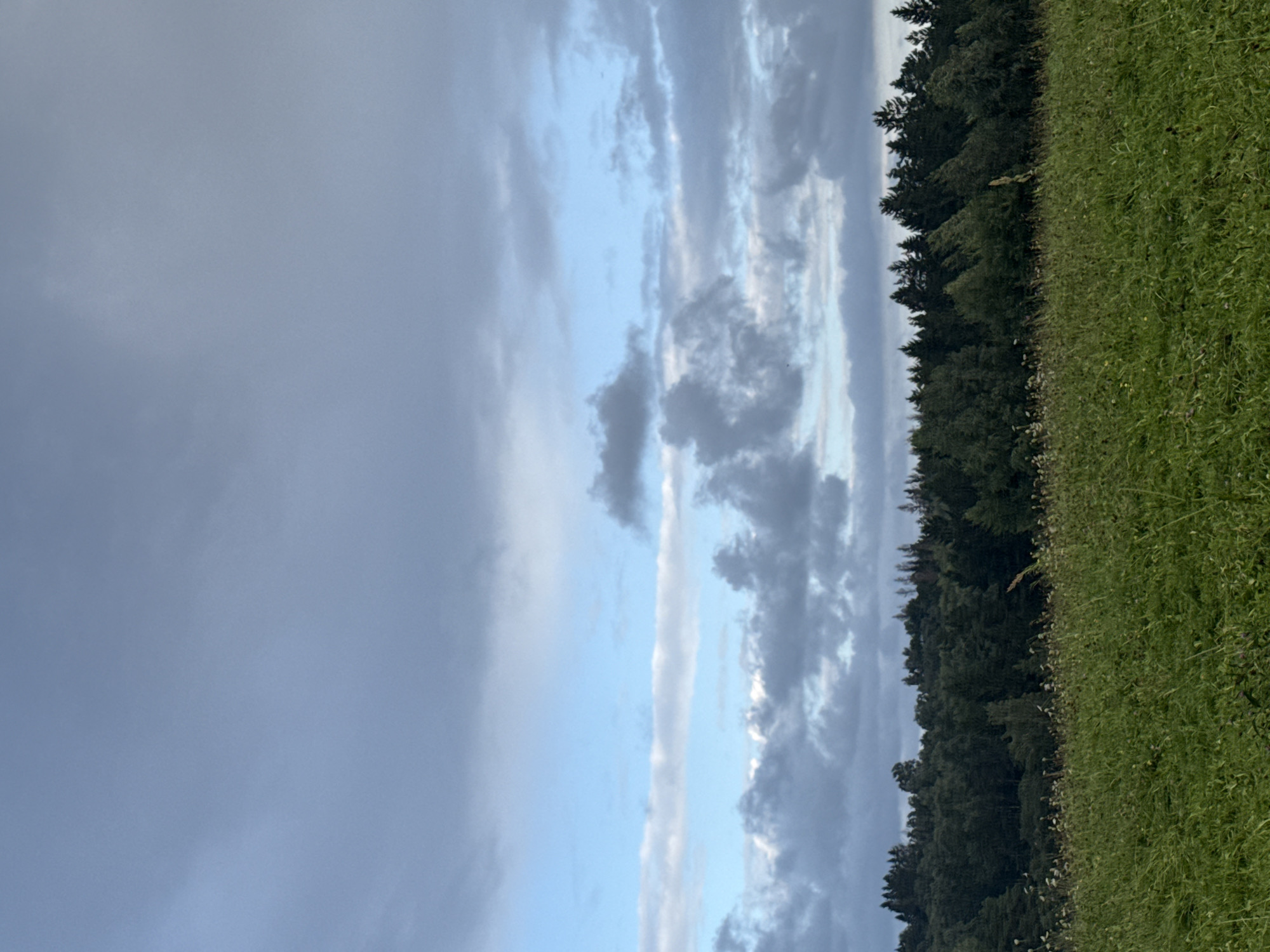 An outdoor, vertically oriented, eye-level shot captures a meadow in the foreground, with tall green grass and some scattered white wildflowers. Behind the meadow, a dense line of dark green trees forms the horizon. Above the trees, a vast expanse of sky is filled with a mix of white and gray clouds, with patches of light blue visible between them. The scene is set in Galinė, Lithuania.