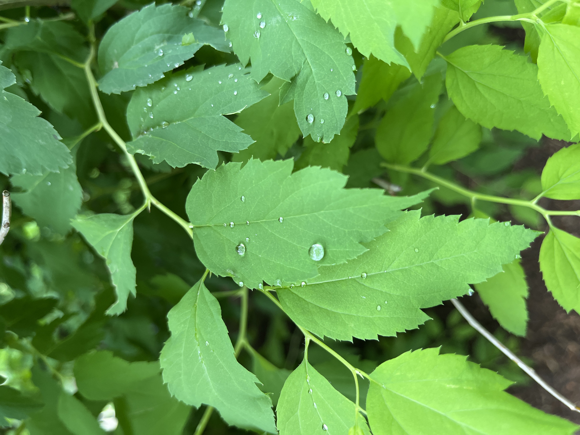 The image shows a close-up of vibrant green leaves covered in water droplets. The leaves are arranged in a cluster, with varying sizes and shapes. A thin, white stem is visible amidst the foliage. The droplets glisten on the leaves' surface, suggesting a recent rainfall. Based on the prompt, this scene is located in Chaikovsky, Russia, although the image itself does not contain any identifying features to confirm this location.