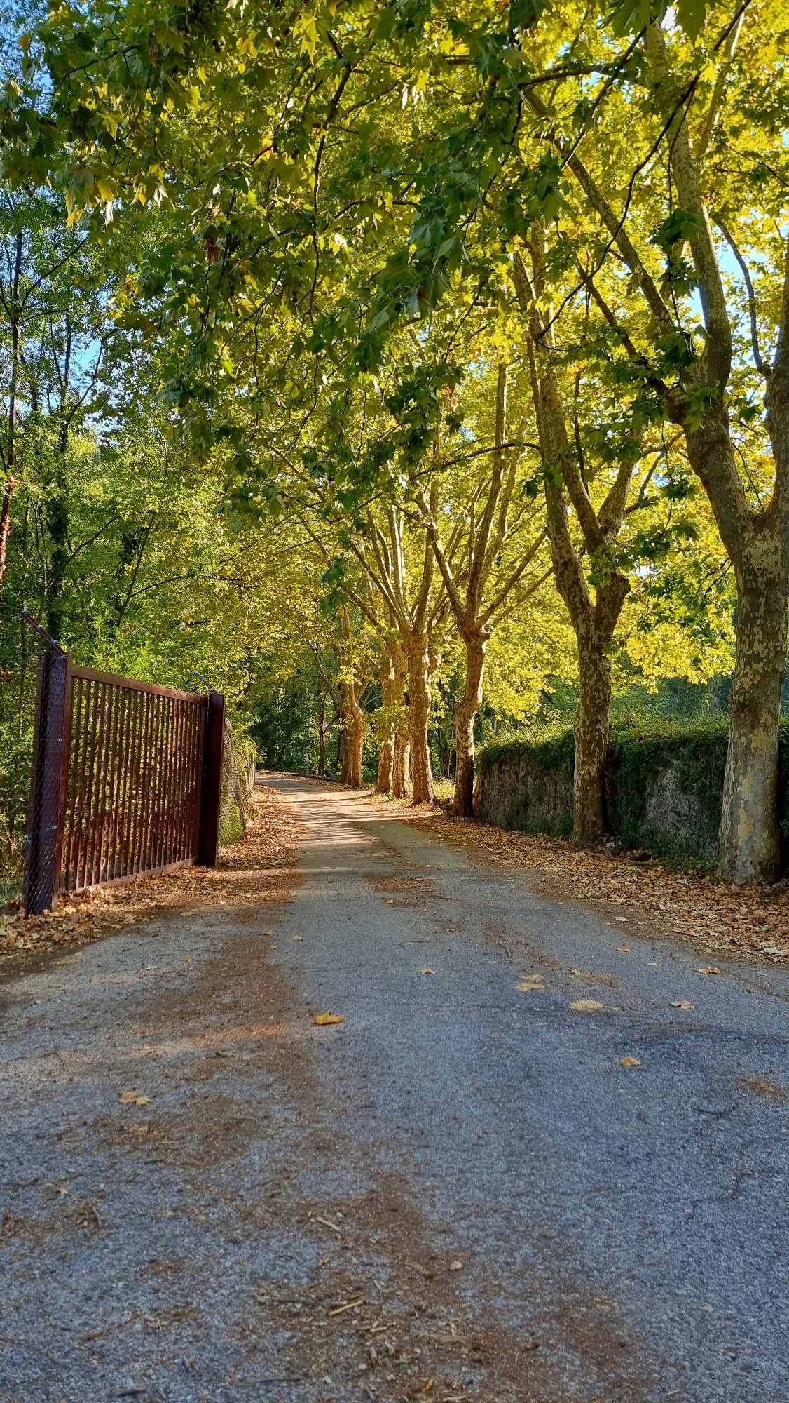 An asphalt pathway curves through a dense, tree-lined area, suggesting a park or natural reserve. The trees, likely plane trees due to their distinctive mottled bark, form a canopy over the path, their leaves a vibrant green and yellow, indicating autumn. Fallen leaves litter the ground and the path's edges. To the left, a tall, weathered metal gate with vertical bars stands beside a chain-link fence. A low stone wall, partially covered in ivy, runs along the right side of the path, separating it from a densely vegetated area. The lighting suggests late afternoon sun, casting warm tones and dappled shadows. The image is taken from a low angle, looking down the path. The scene evokes a peaceful, natural setting, possibly within the municipality of Sant Joan les Fonts, Spain, known for its natural landscapes and volcanic heritage.