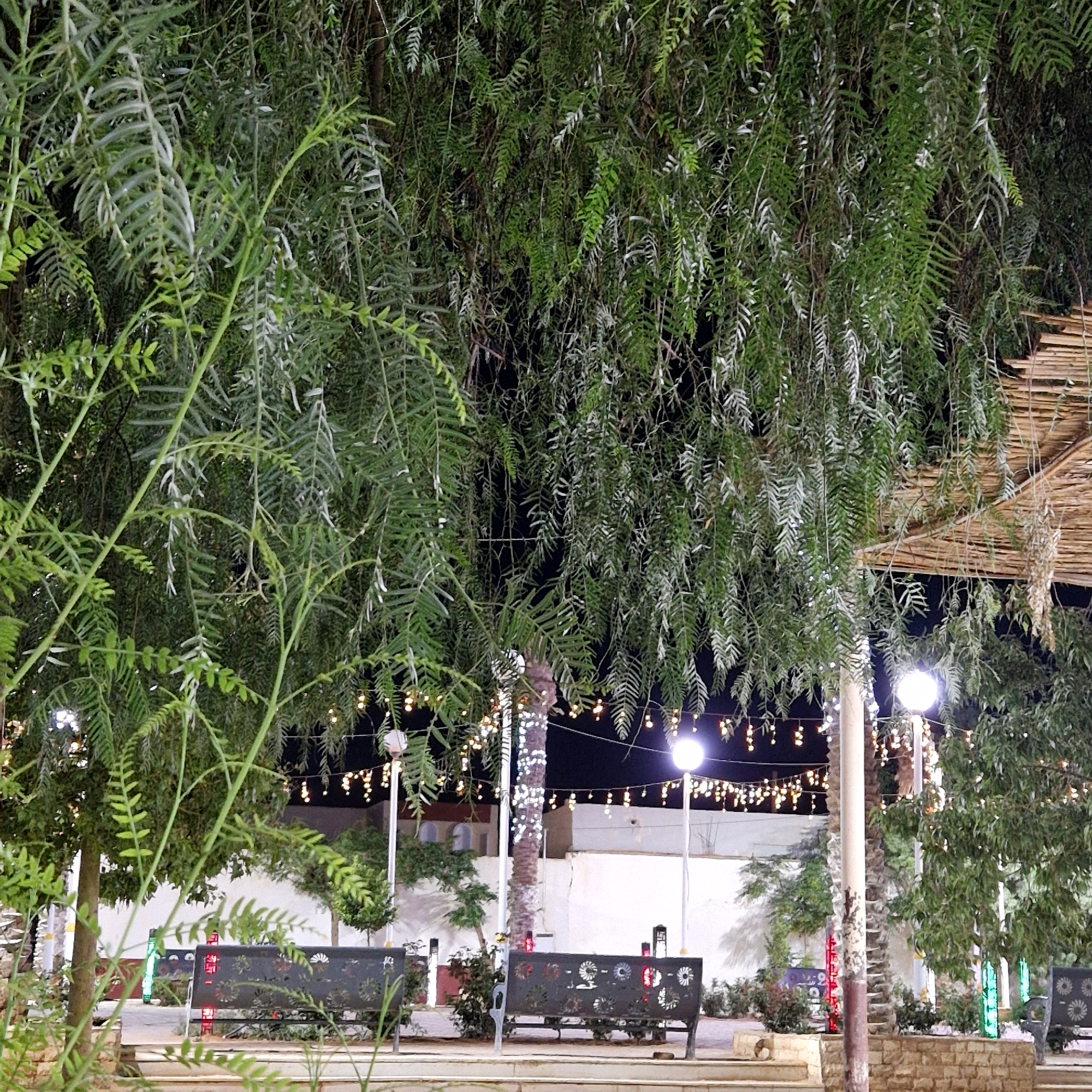 The image depicts an outdoor scene at night, illuminated by string lights and spotlights, in what appears to be a public space or park. Lush green foliage, including hanging branches from trees, dominates the foreground and midground, creating a dense canopy. In the background, a white building with arched windows is partially visible. Several street lamps are present, one with a prominent spherical light fixture. Two dark metal benches with decorative cutouts are positioned on a paved area, suggesting a seating area. A palm tree wrapped in white lights stands near the center of the frame. The overall ambiance is festive and inviting due to the decorative lighting. The location is identified as Makman Ben Ammar, Algeria.
