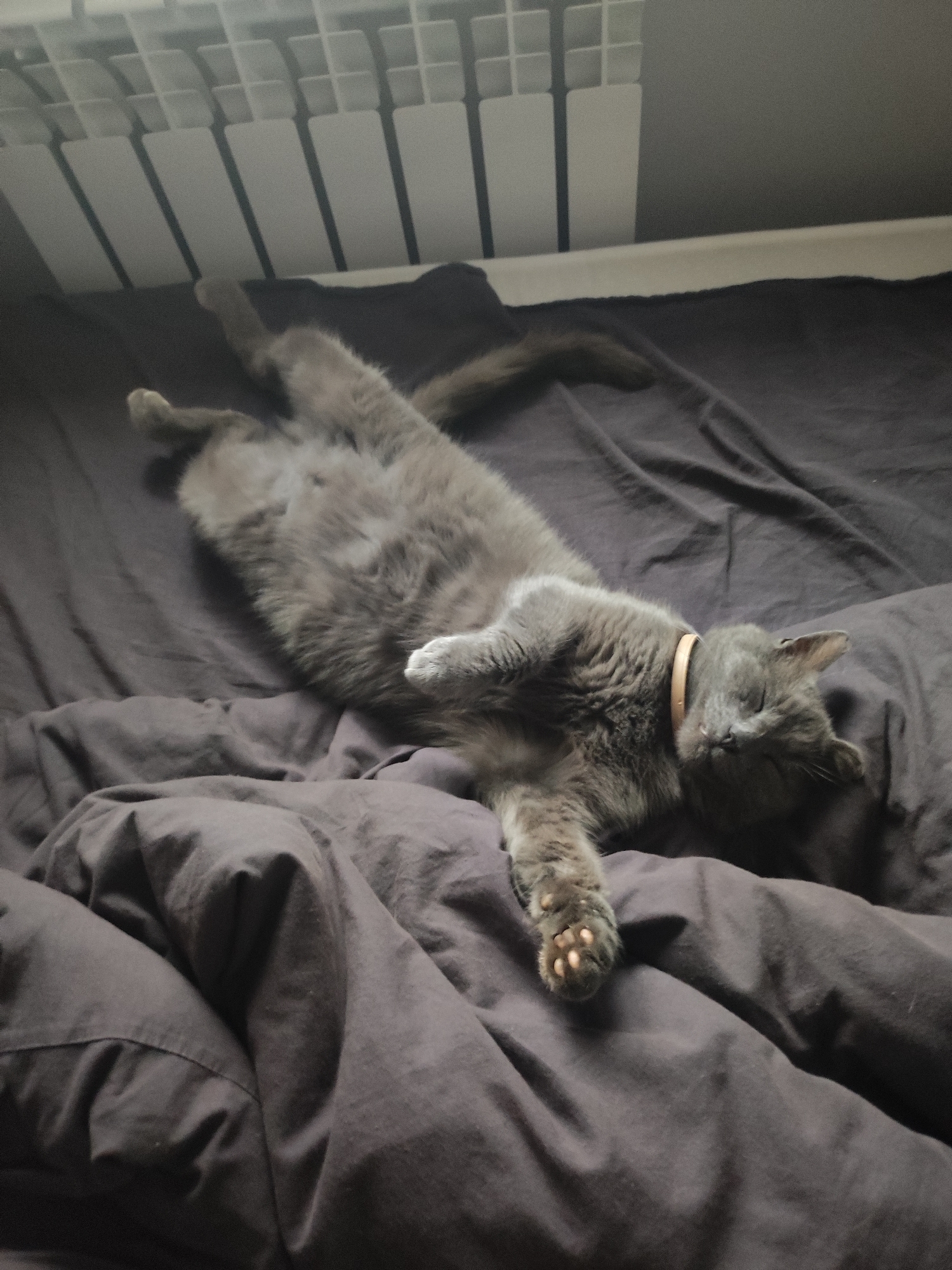 A gray cat is lying on its back on a dark-colored bed, with a radiator visible in the background. The cat has a collar and appears to be sleeping. The location is unknown, and there is no information to suggest the image was taken in Votkinsk, Russia.