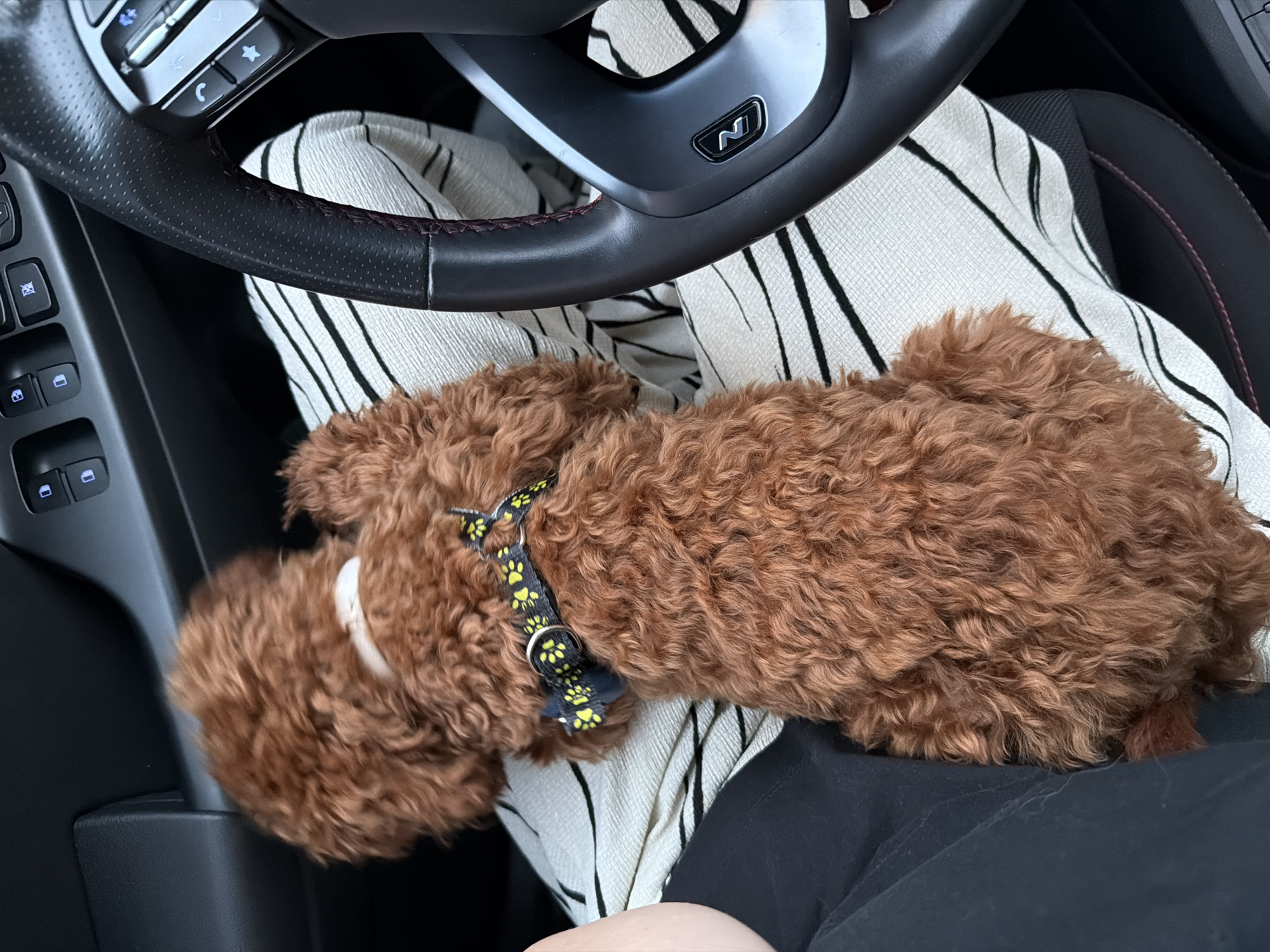 A small, brown, curly-haired dog wearing a collar with a paw print pattern sits on a person's lap in the passenger seat of a car. The dog is facing away from the camera, towards the steering wheel, which is visible on the right side of the frame. The dog's fur is a reddish-brown color, and its tail is curled slightly. The car interior appears to be dark, with black upholstery and a black steering wheel. The person's leg is visible on the left side of the frame, wearing dark pants. The background shows the car's dashboard and door panel. The scene is indoors, within a vehicle.