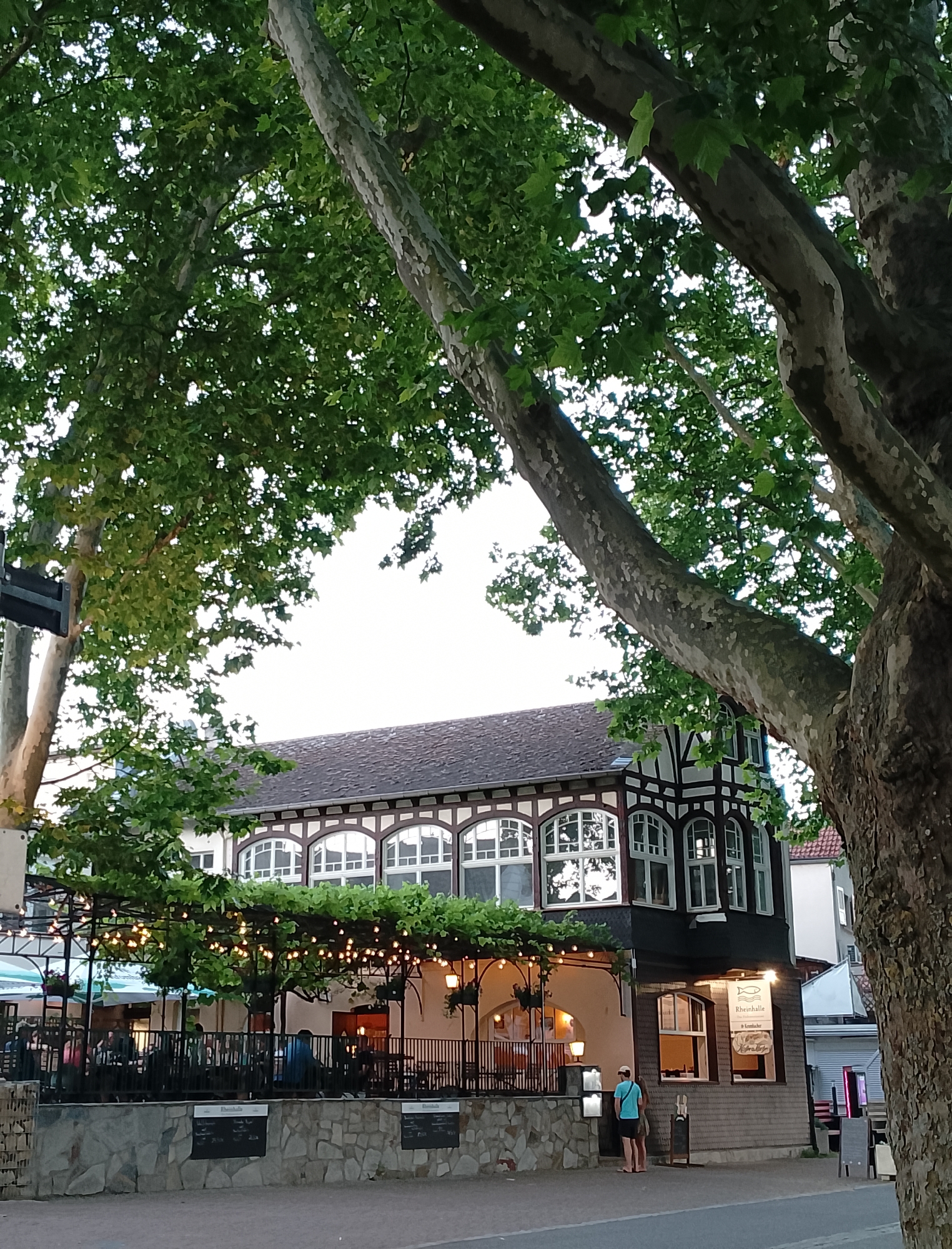 The image captures an outdoor dining area of a building with half-timbered architecture, located in Unknown, Unknown. Large trees with lush green foliage frame the scene, their branches extending into the frame from the top and right. In the foreground, a stone wall with black chalkboards displaying menus runs along the edge of the seating area. The dining area itself is covered by a trellis adorned with string lights, and several tables with umbrellas are visible. People are seated at some of the tables, enjoying the ambiance. A person in a blue shirt and shorts stands near the entrance of the building, facing a sign that reads "RheinKelle." The building features arched windows with white panes and dark framing. The sky is overcast.