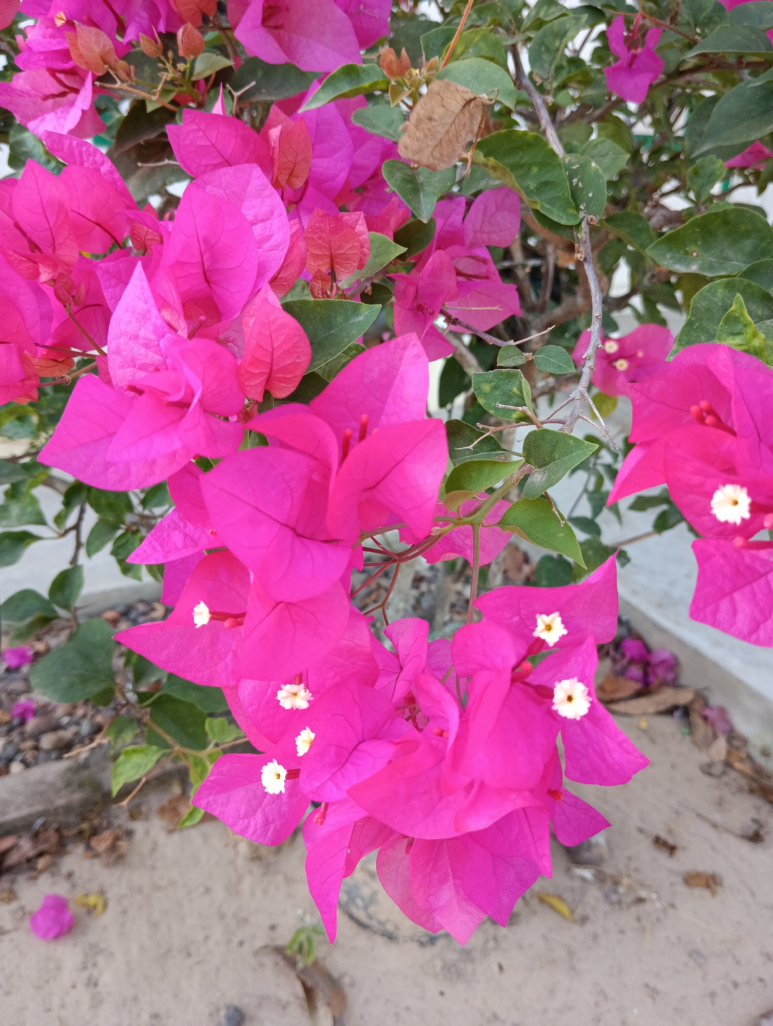 In the city of Pematang Jaya, Indonesia, a close-up, full-frame photograph showcases a cluster of vibrant fuchsia bougainvillea flowers in bloom. The flowers, characterized by their papery petals, dominate the frame, with a few small, white stamen visible at their centers. Green leaves and delicate branches are interspersed among the blossoms, providing a natural backdrop. The lower portion of the image reveals the textured ground, a mix of sand and small stones, hinting at an outdoor setting. There are no people or animals present in the scene, and no action is depicted. The overall impression is one of natural beauty and the lushness of the flora.
